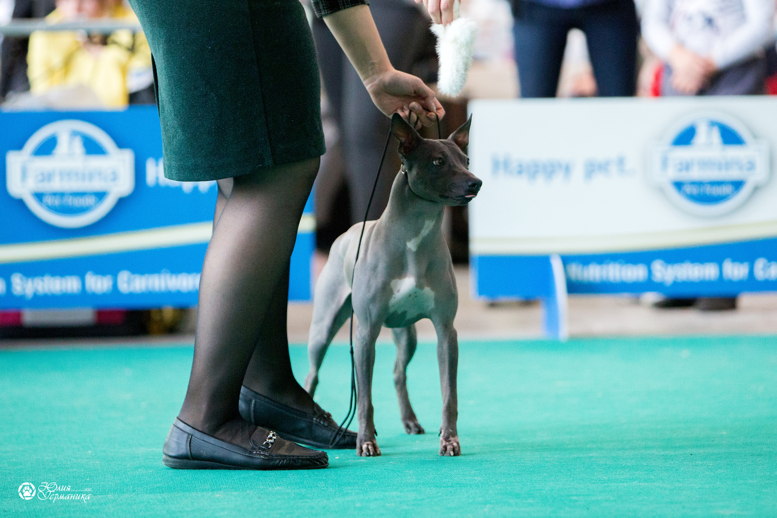 Нижний Новгород 3хCACIB 15-17 октября 2021. Фотограф-анималист Юлия Германика