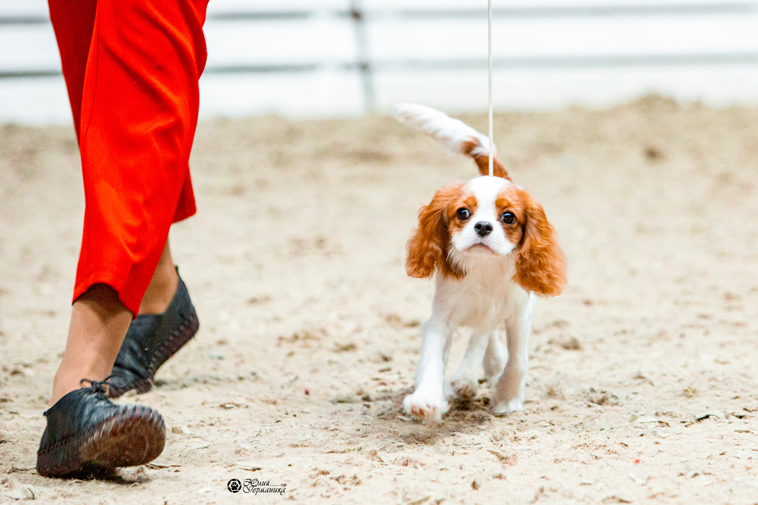 Минск 2хCACIB 27-28 ноября 2021. Фотограф-анималист Юлия Германика