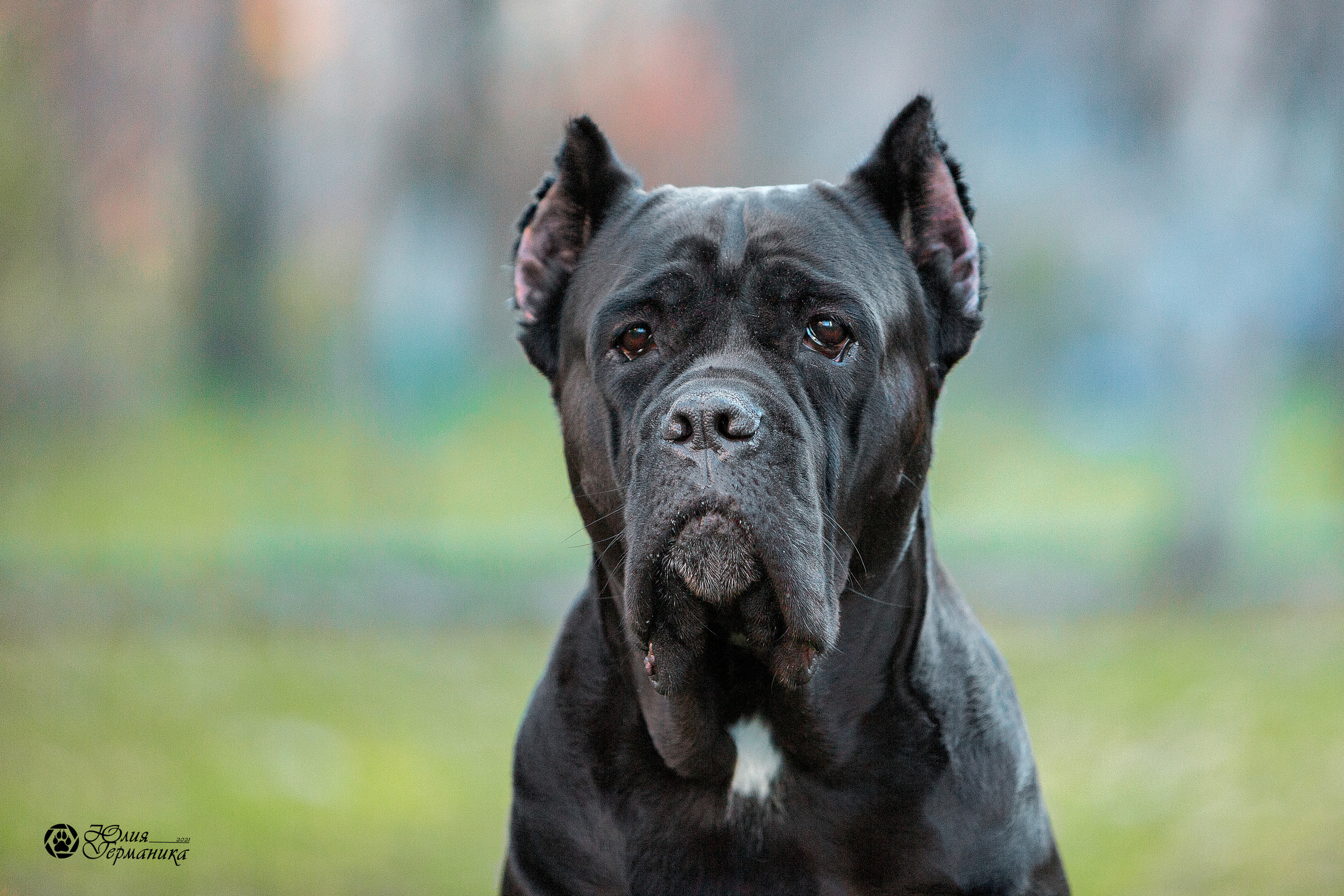 Свободная съемка. Фотограф-анималист Юлия Германика