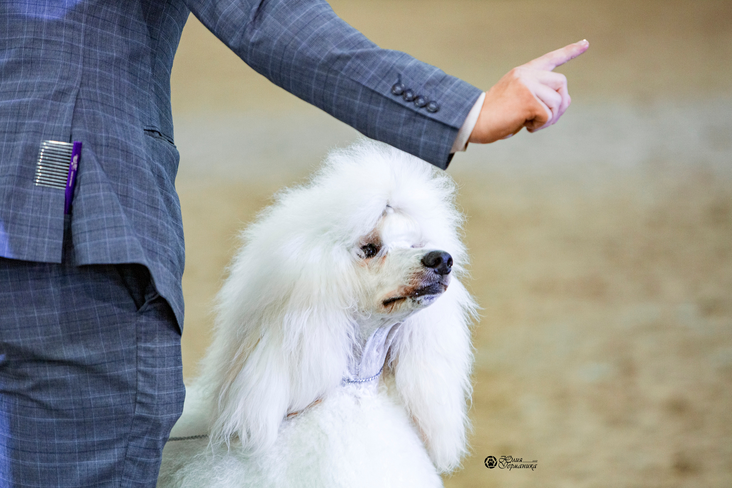 Минск 2хCACIB 27-28 ноября 2021. Фотограф-анималист Юлия Германика