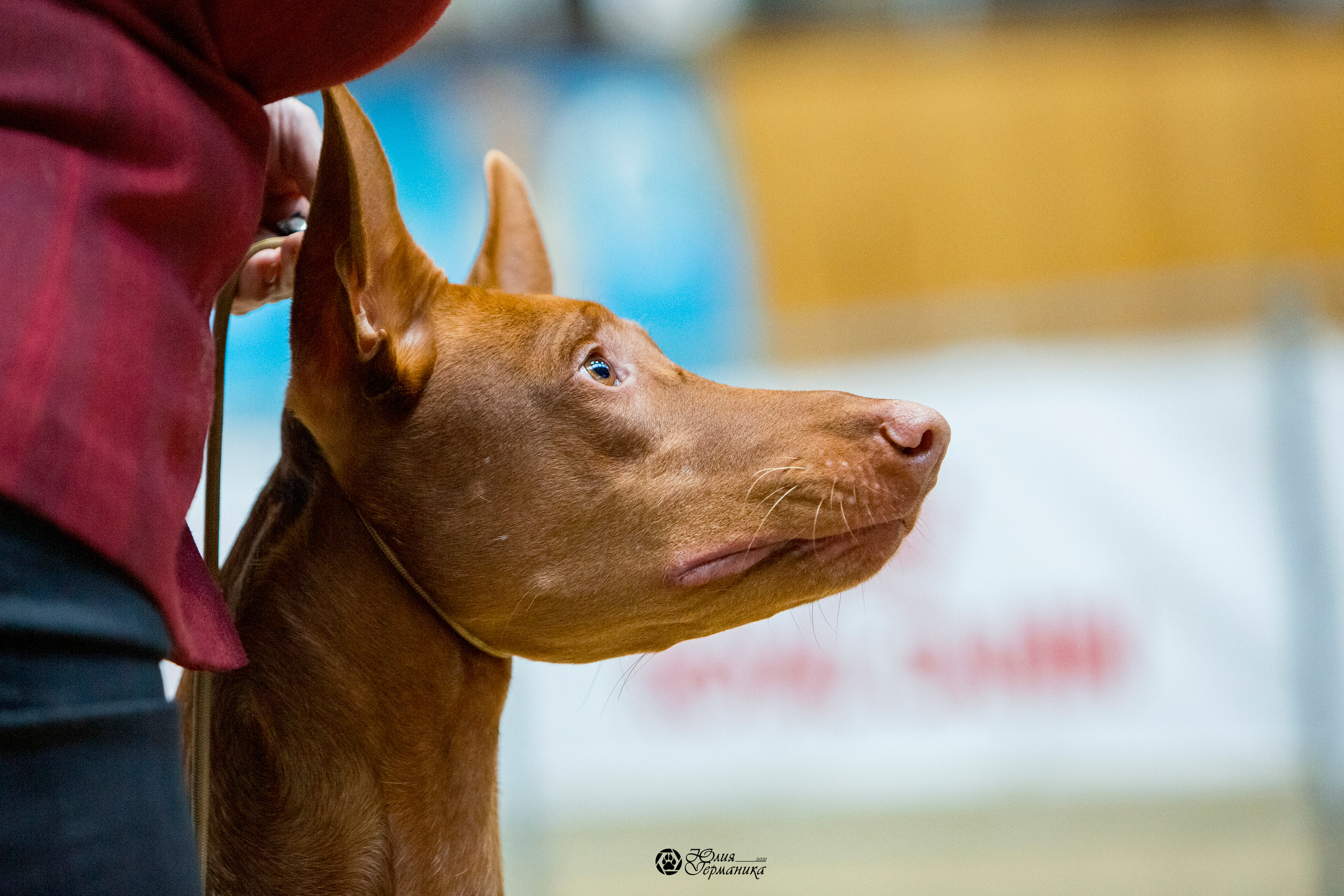 Минск 2хCACIB 27-28 ноября 2021. Фотограф-анималист Юлия Германика