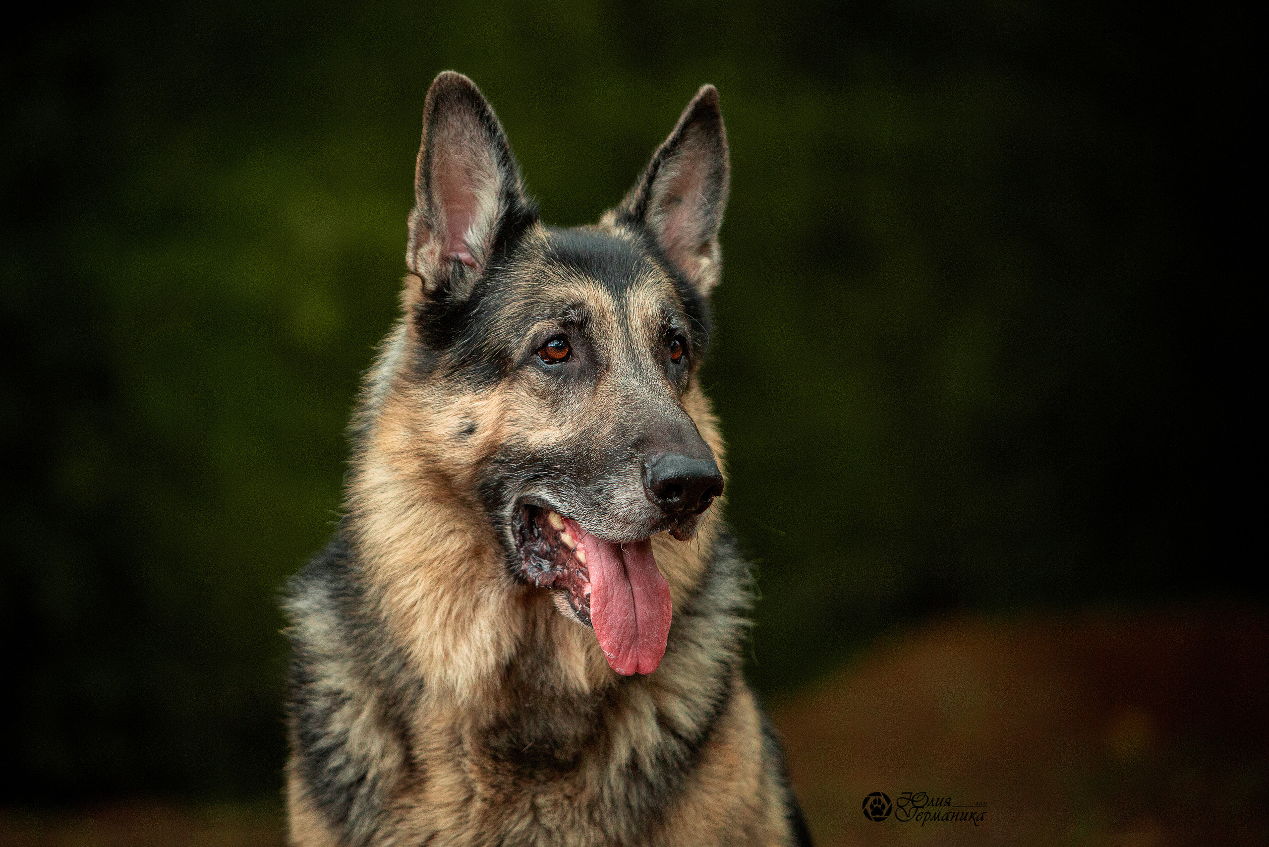 Свободная съемка. Фотограф-анималист Юлия Германика