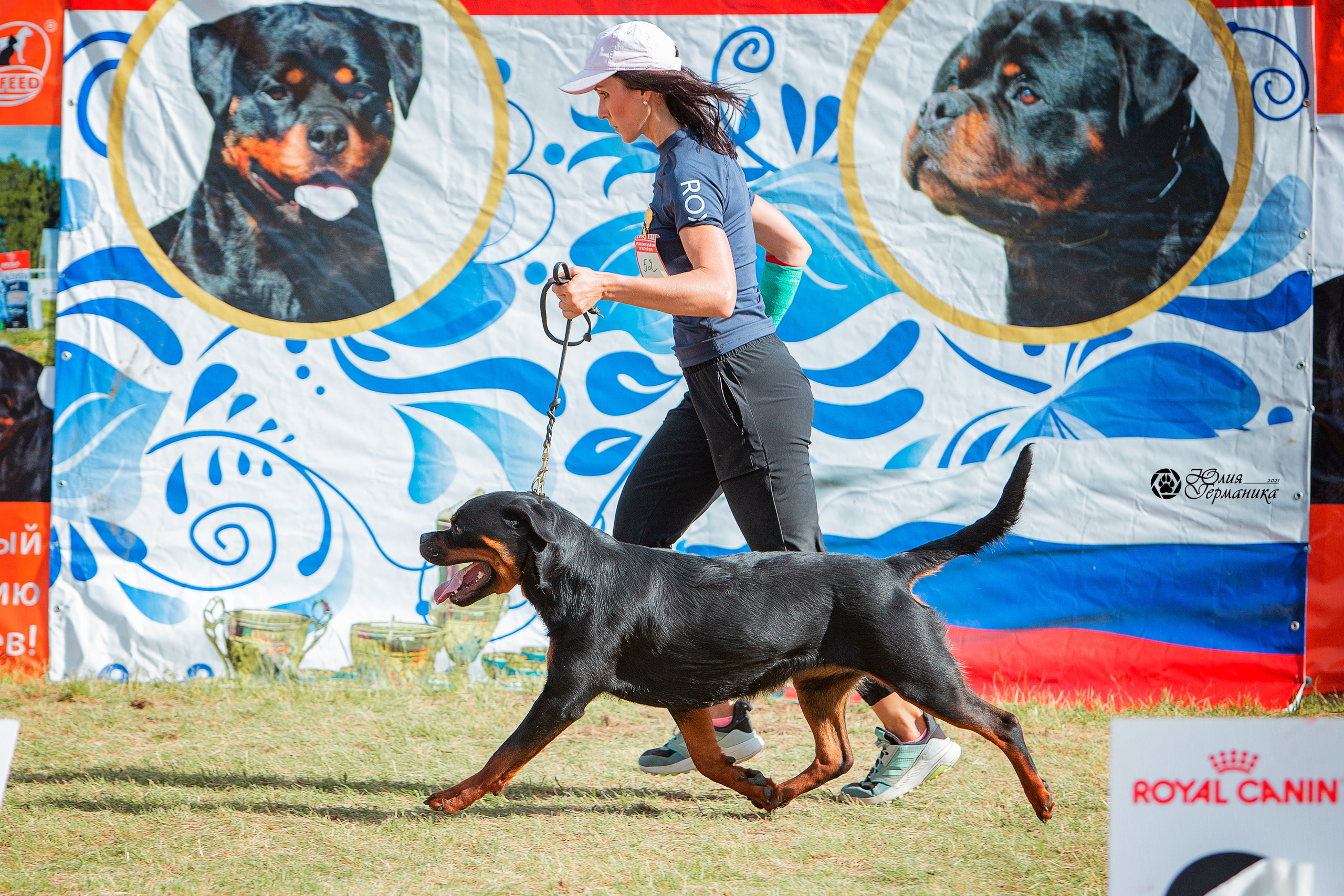 Тверь моно ротвейлеров 3-4 июля 2021. Фотограф-анималист Юлия Германика