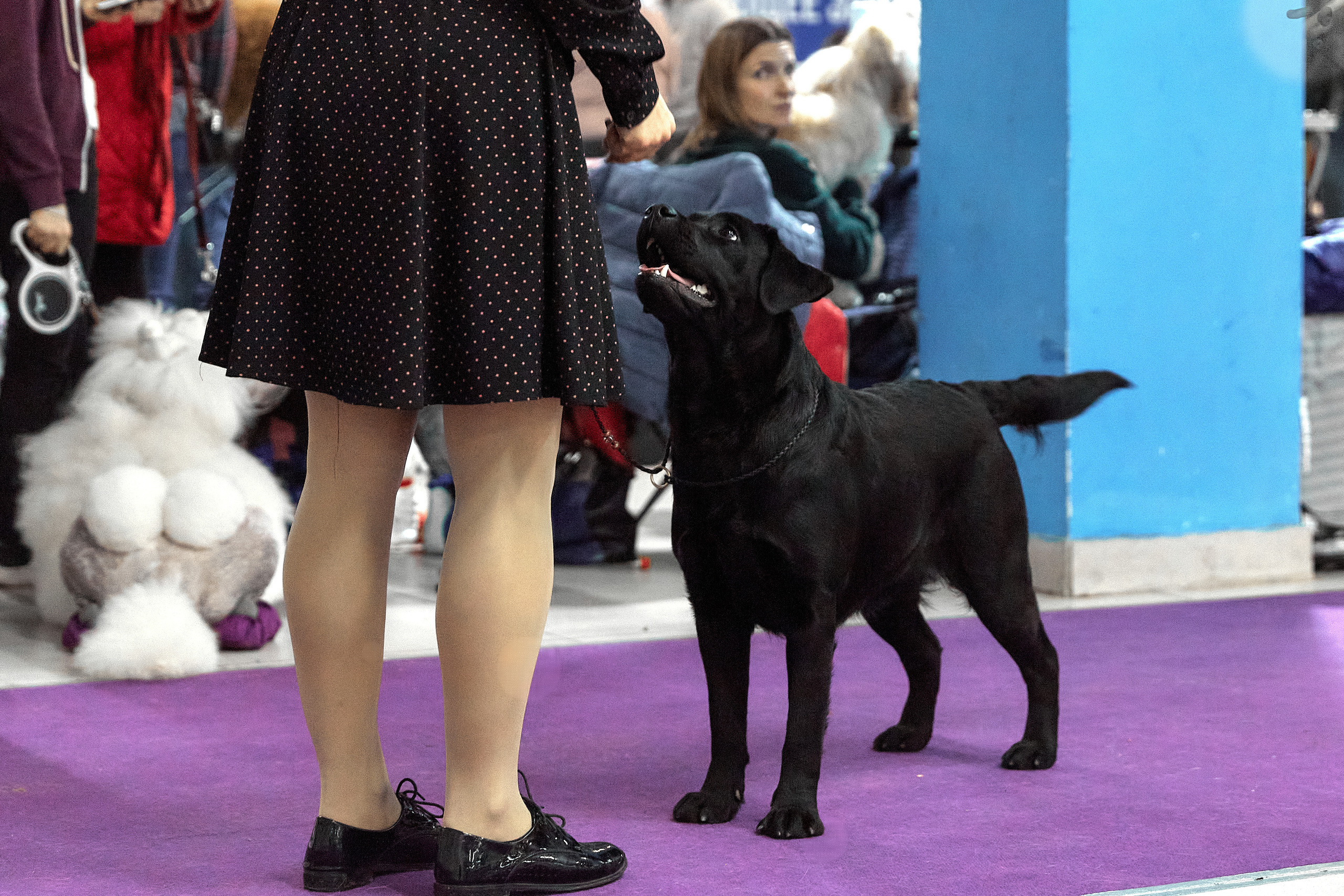 Чайник  13-14 ноября 2021. Фотограф-анималист Юлия Германика