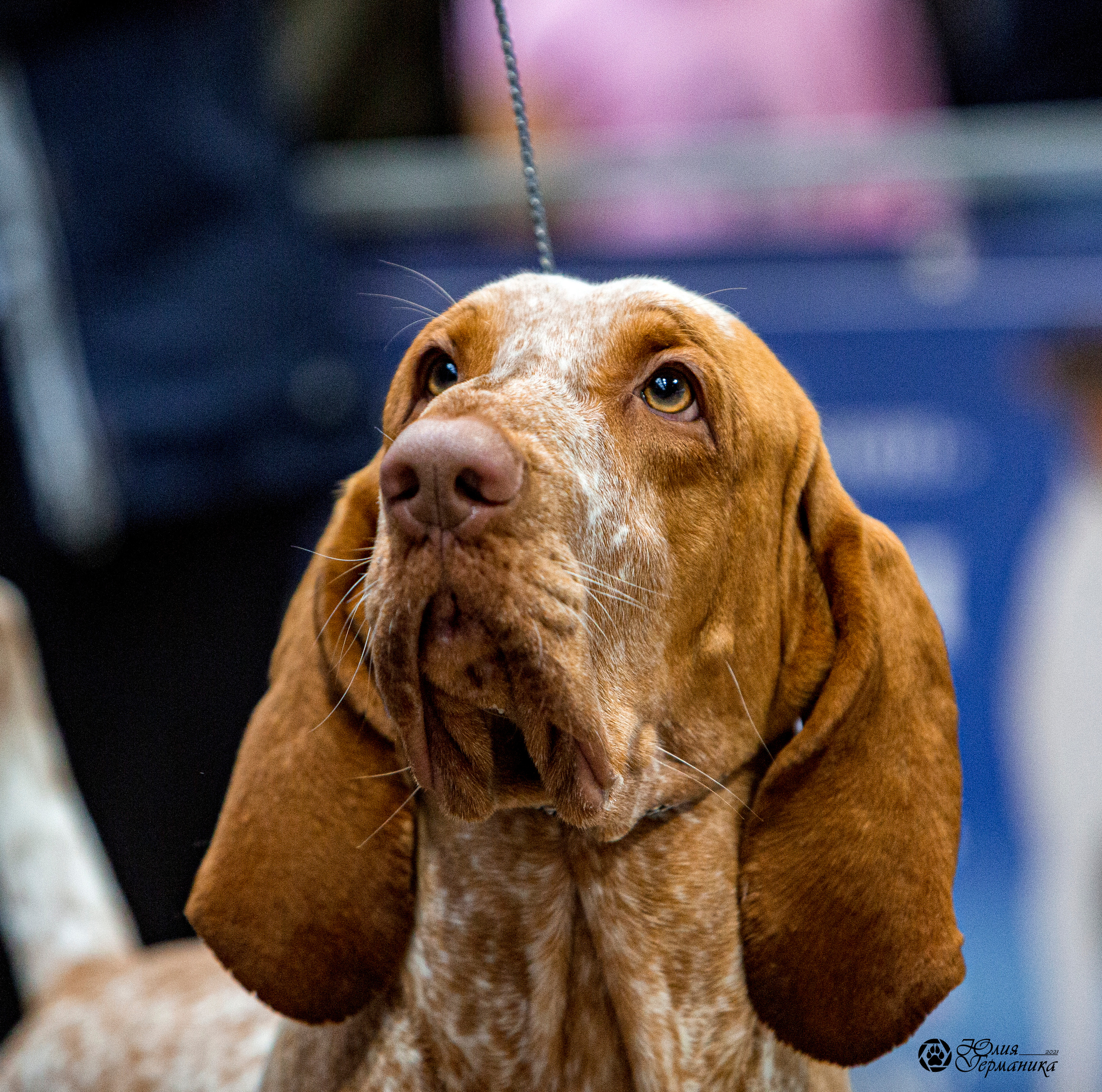 Минск 2хCACIB 27-28 ноября 2021. Фотограф-анималист Юлия Германика