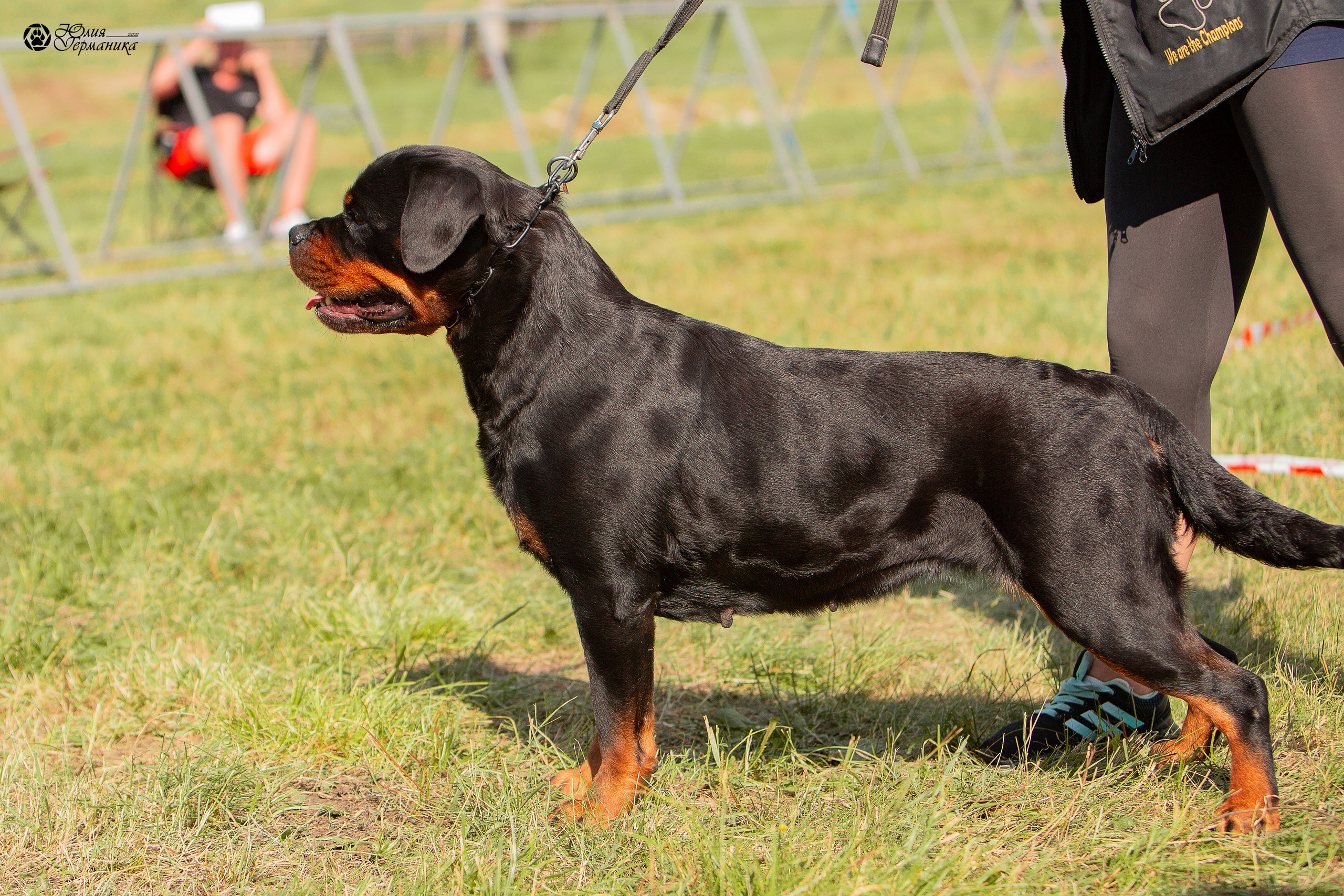Рязань,Ховрино 14-15 августа 2021 моно ротвейлеров. Фотограф-анималист Юлия Германика