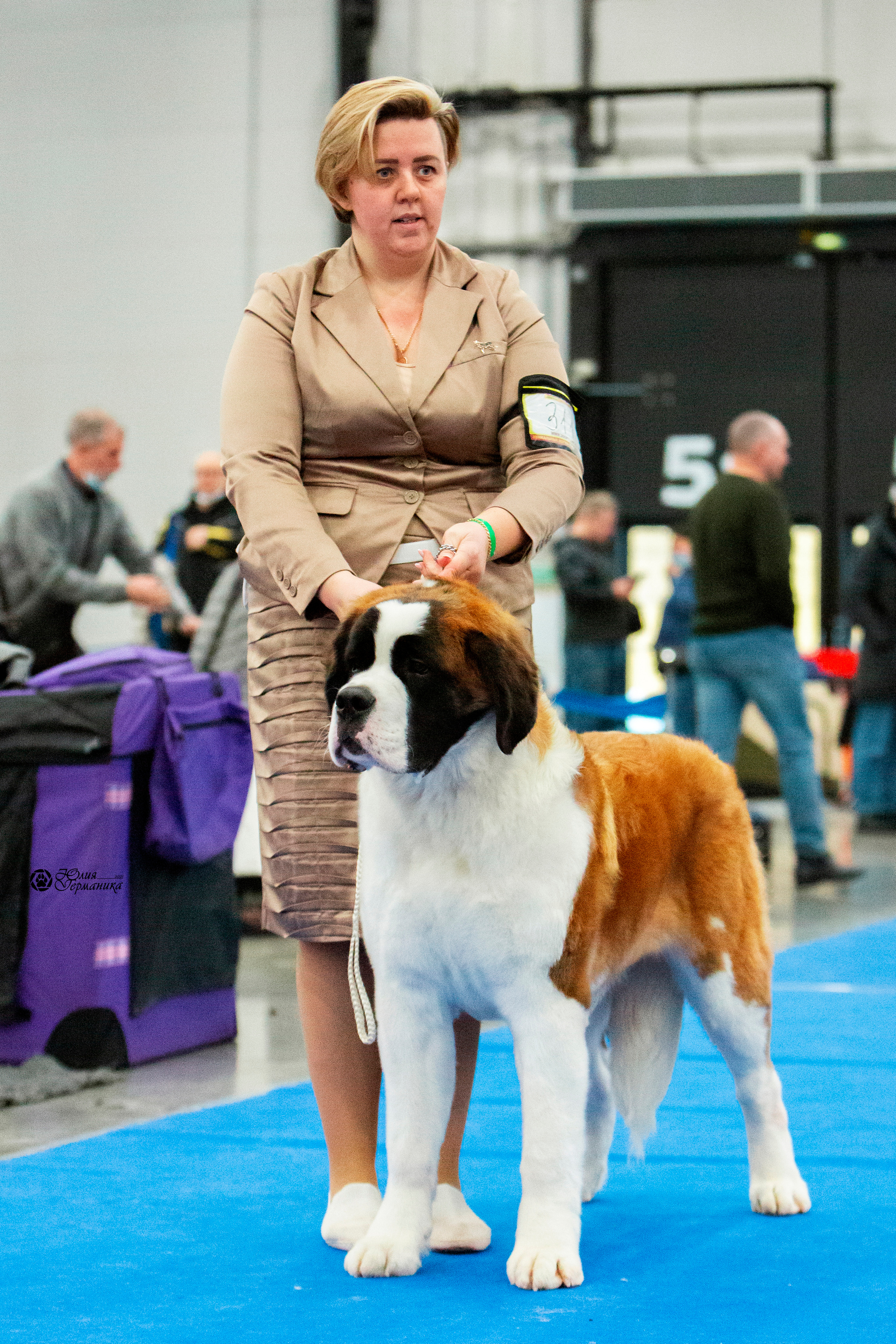 Санкт-Петербург 3хCACIB 10-12 декабря 2021. Фотограф-анималист Юлия Германика