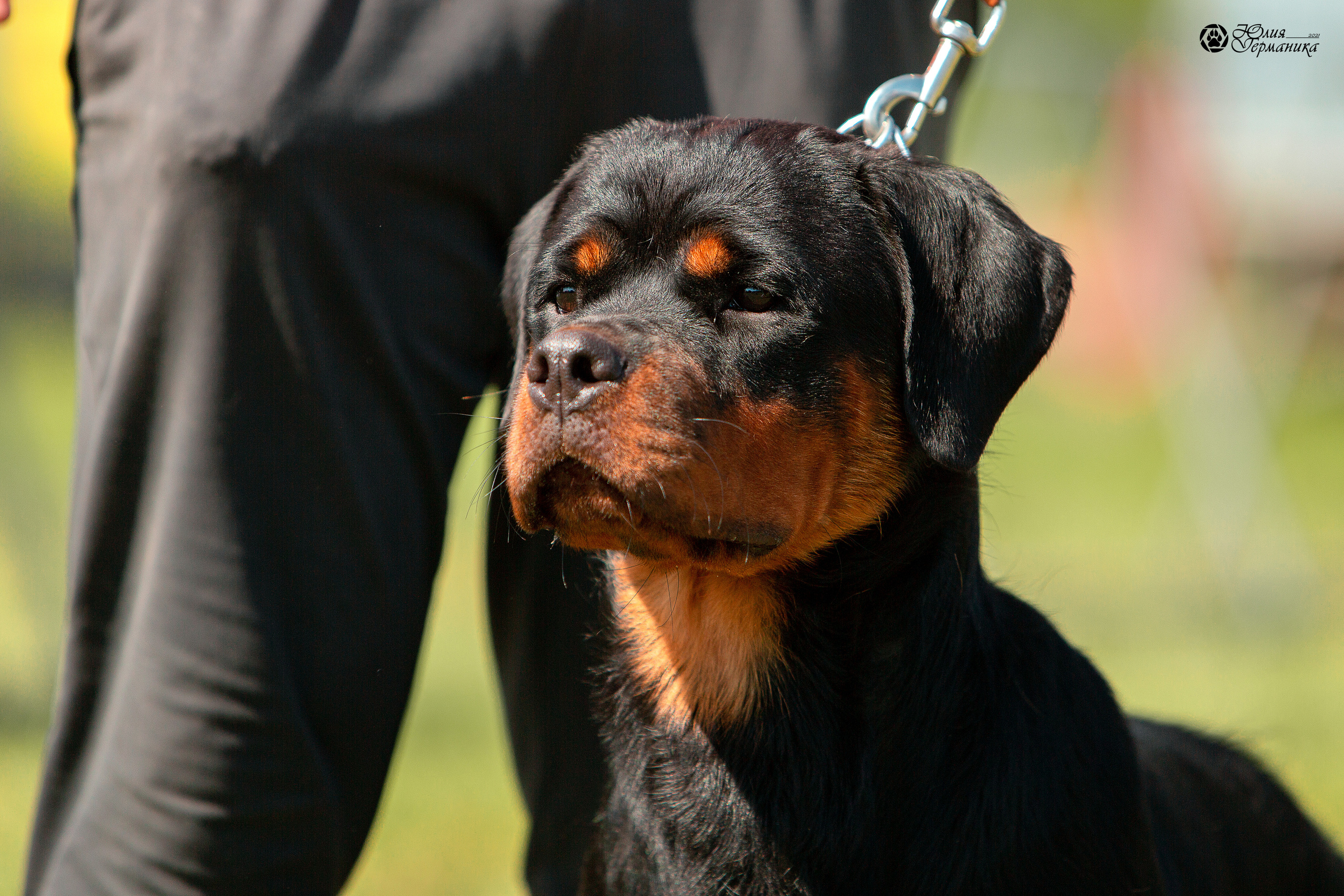 Рязань,Ховрино 14-15 августа 2021 моно ротвейлеров. Фотограф-анималист Юлия Германика
