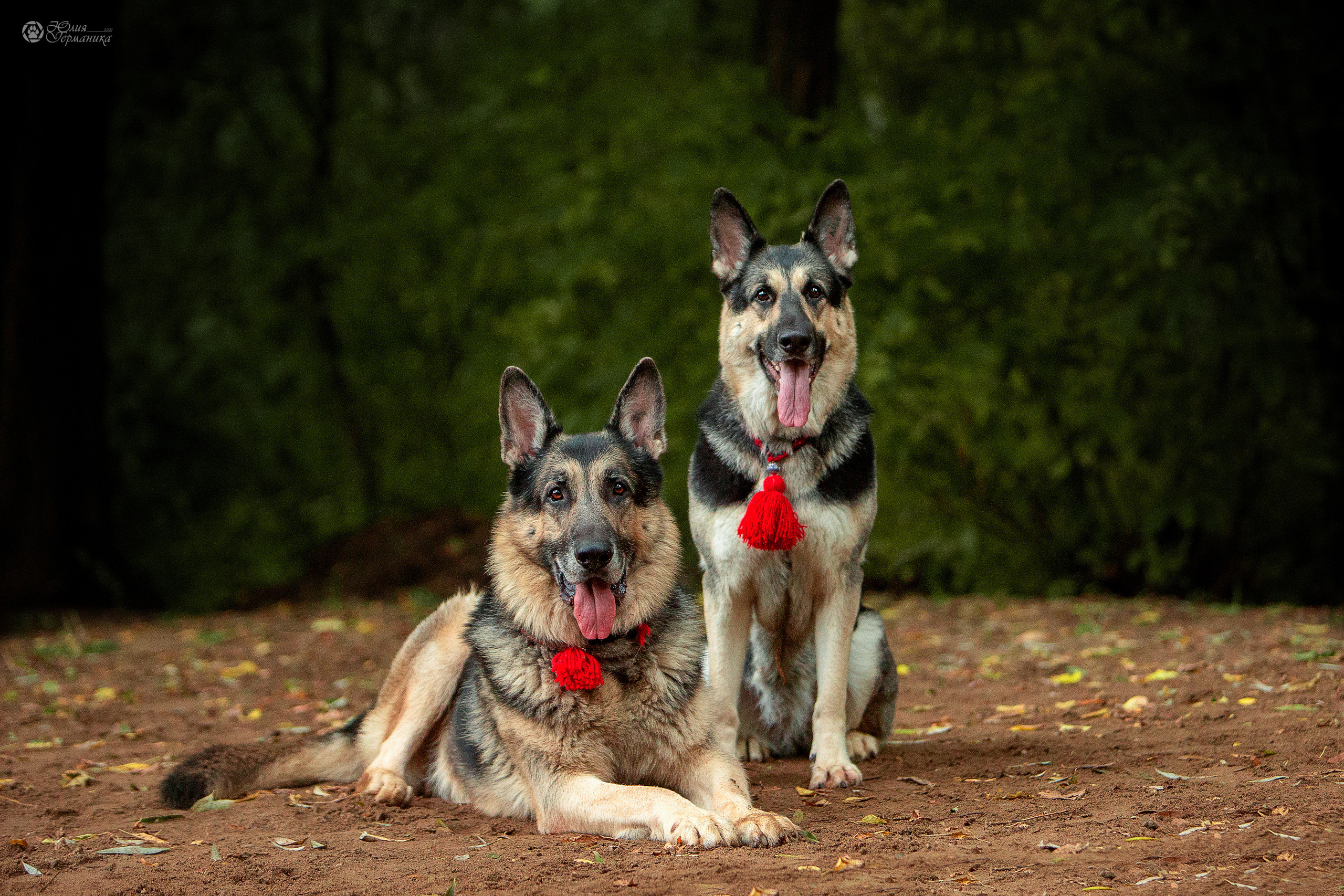 Свободная съемка. Фотограф-анималист Юлия Германика