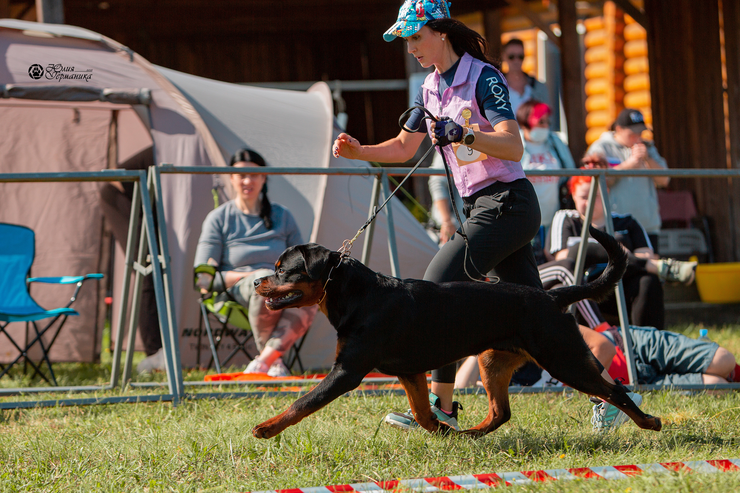 Рязань,Ховрино 14-15 августа 2021 моно ротвейлеров. Фотограф-анималист Юлия Германика