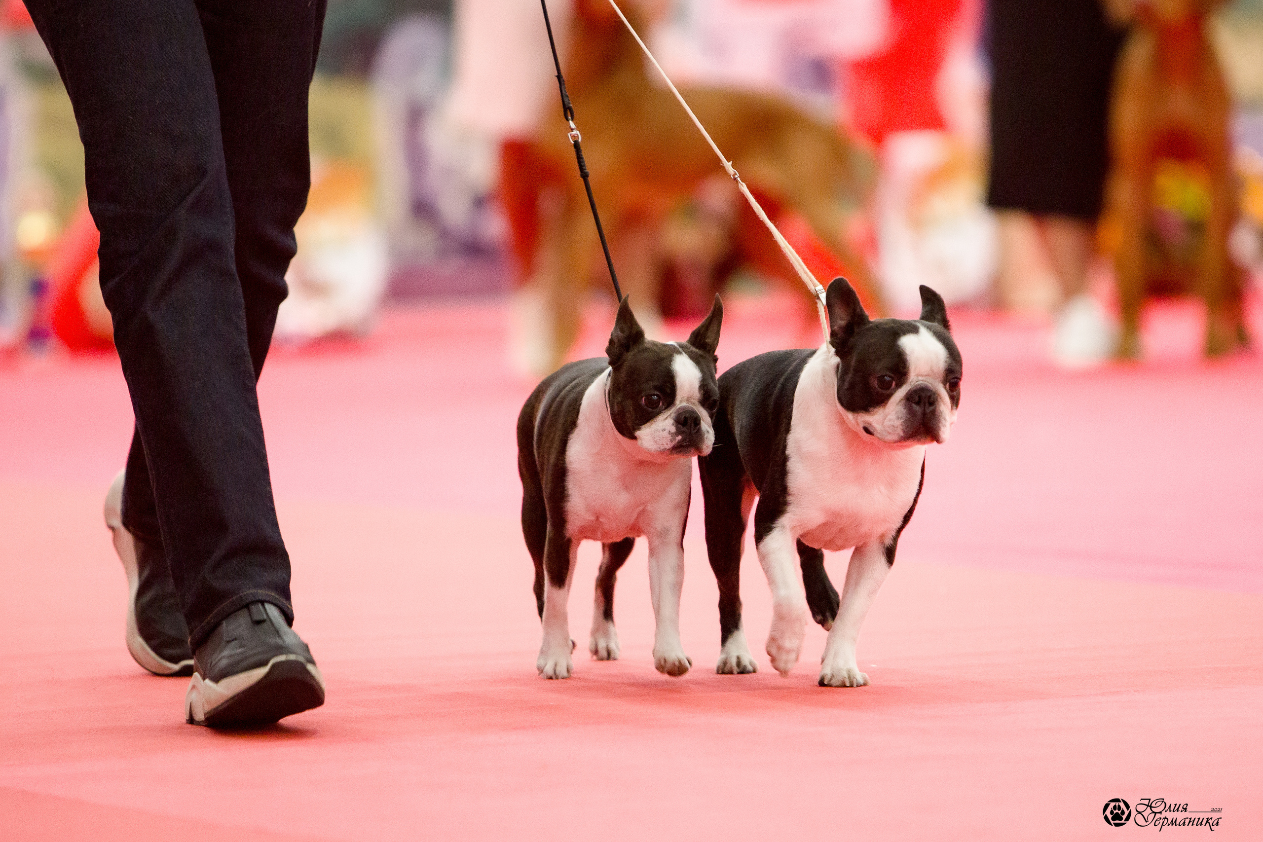 Нижний Новгород 3хCACIB 15-17 октября 2021. Фотограф-анималист Юлия Германика