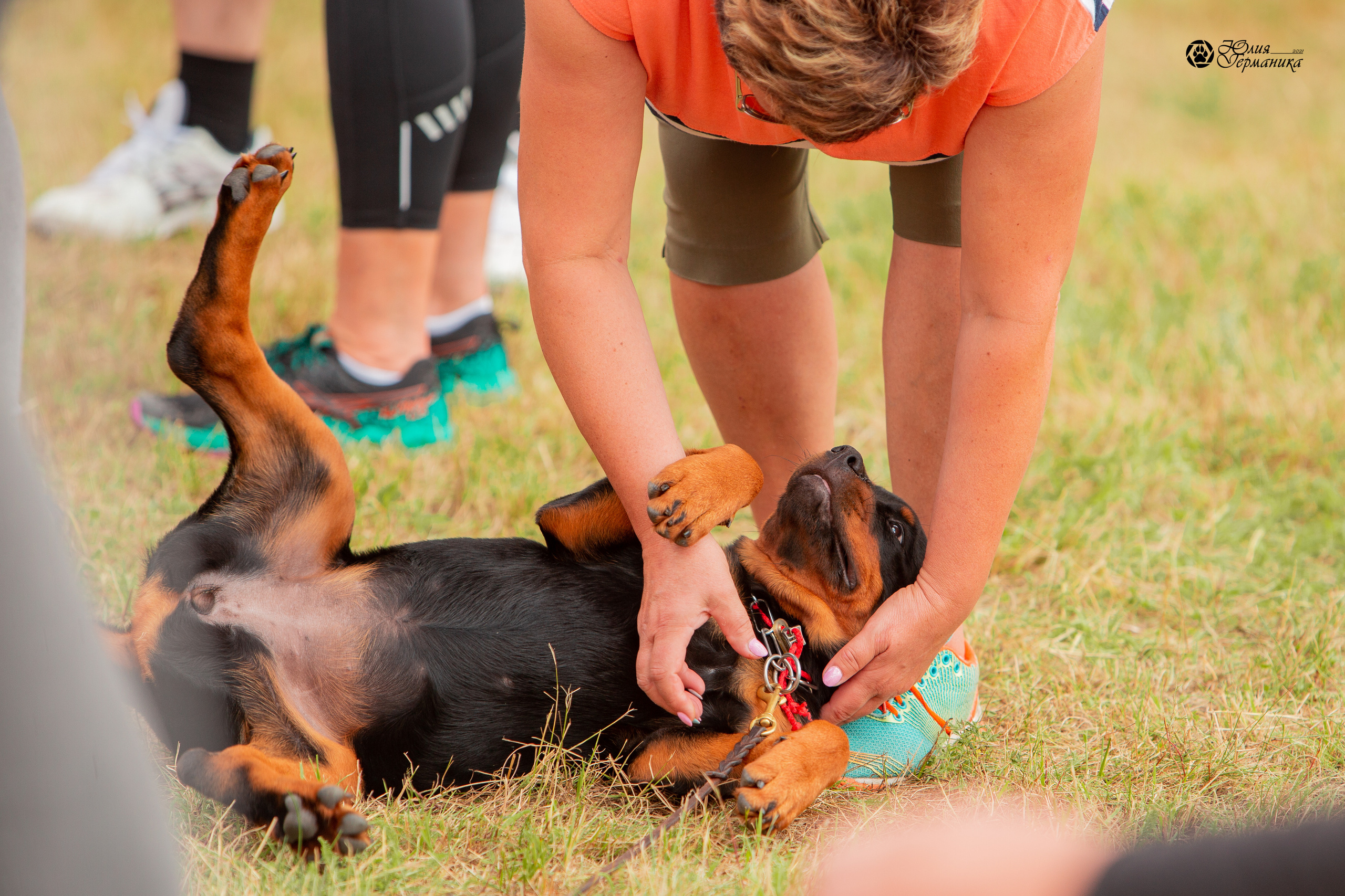 Тверь моно ротвейлеров 3-4 июля 2021. Фотограф-анималист Юлия Германика