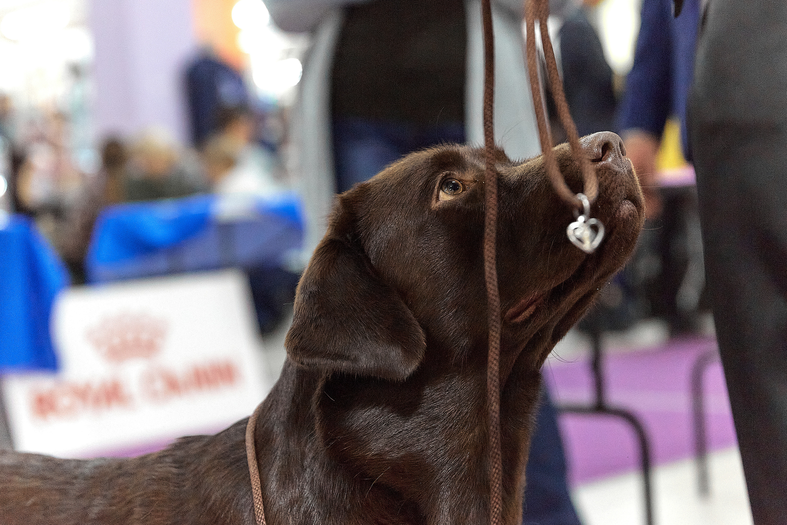 Чайник  13-14 ноября 2021