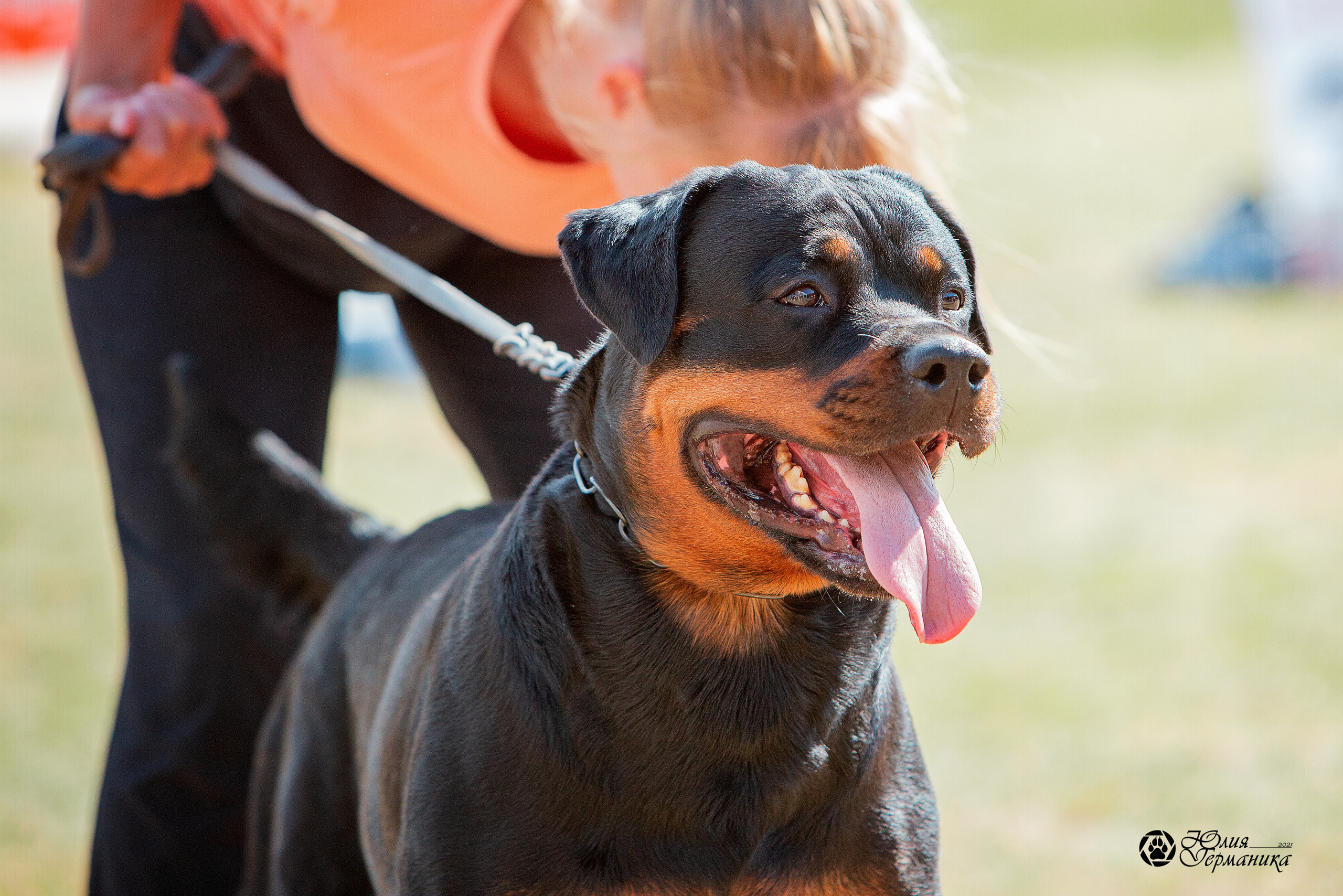 Тверь моно ротвейлеров 3-4 июля 2021. Фотограф-анималист Юлия Германика