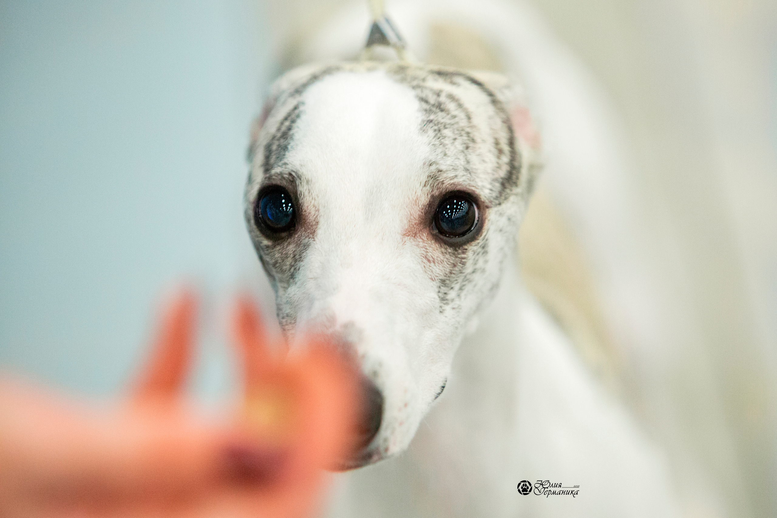 Санкт-Петербург 3хCACIB 10-12 декабря 2021