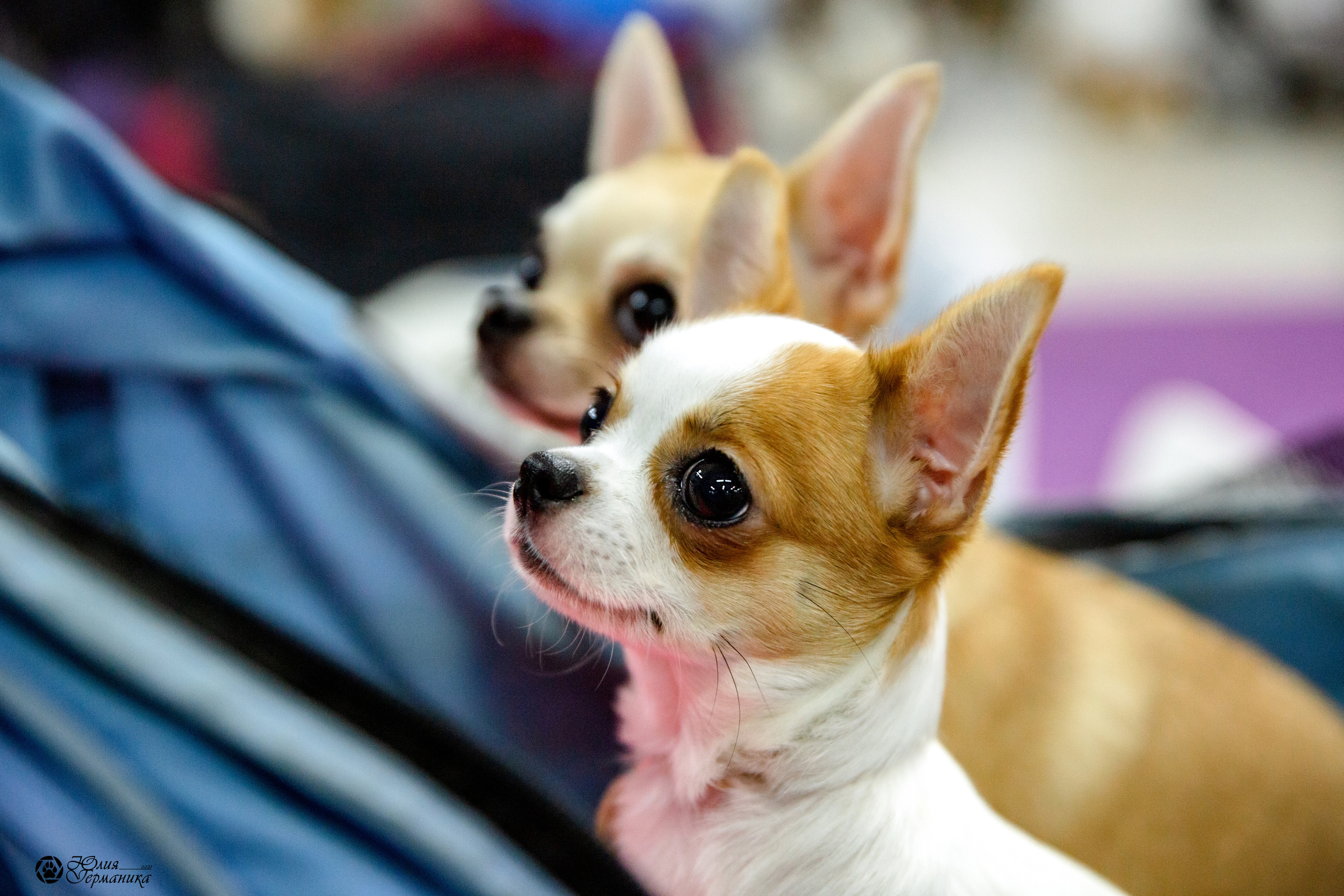 Чайна-Таун 2021. Фотограф-анималист Юлия Германика