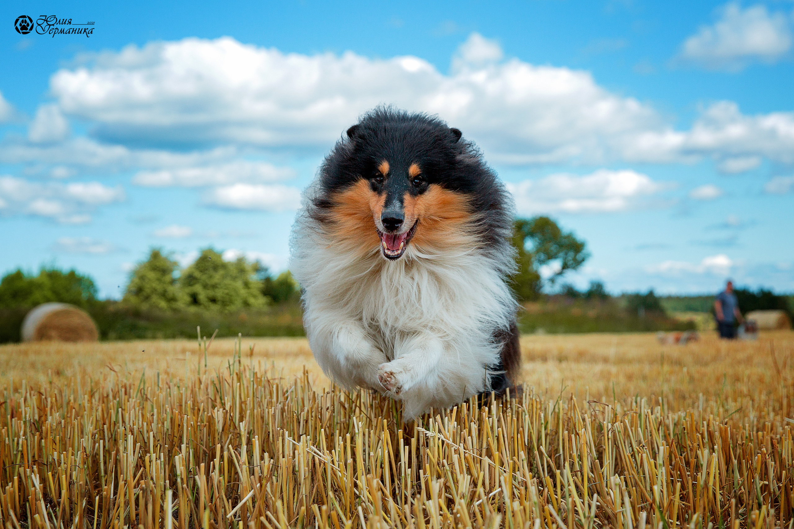 Свободная съемка. Фотограф-анималист Юлия Германика