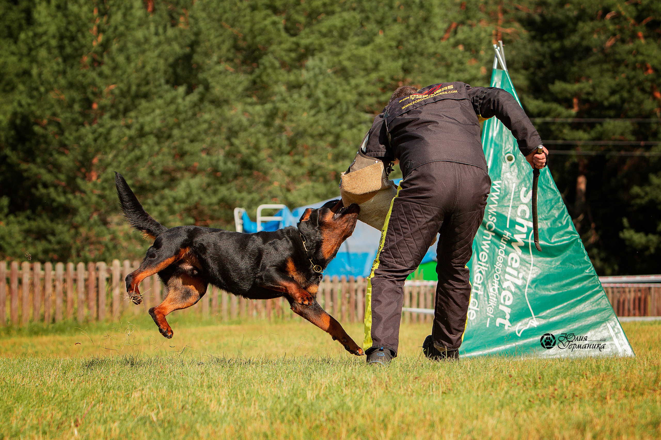 Тверь моно ротвейлеров 3-4 июля 2021. Фотограф-анималист Юлия Германика