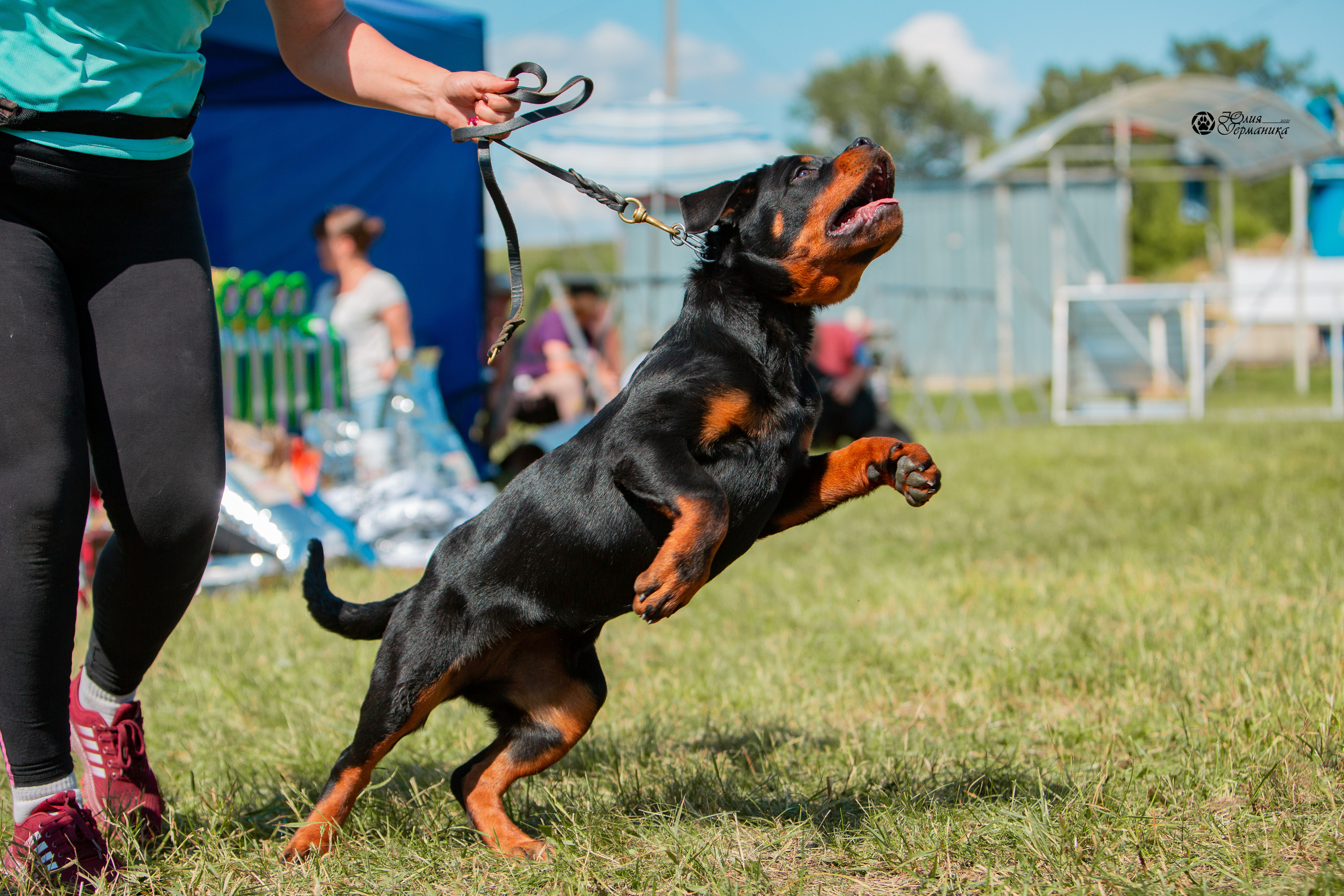 Рязань,Ховрино 14-15 августа 2021 моно ротвейлеров. Фотограф-анималист Юлия Германика