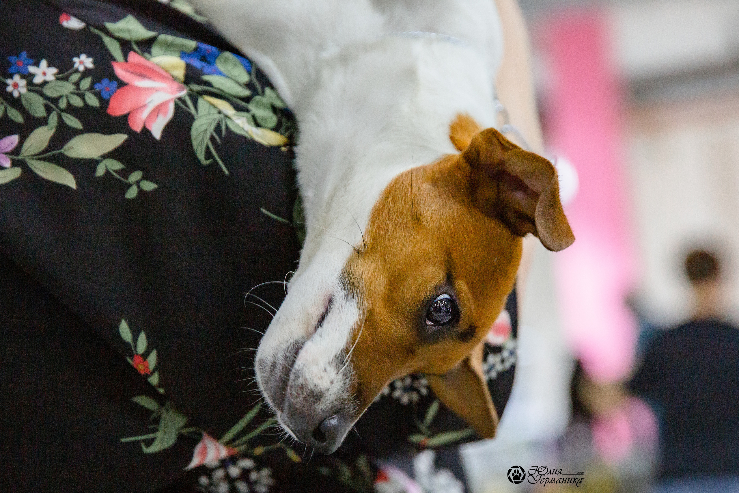 Чайна-Таун 2021. Фотограф-анималист Юлия Германика