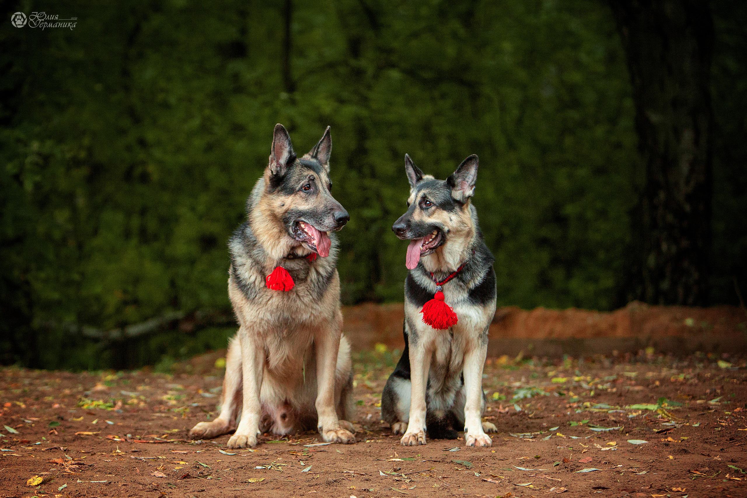 Свободная съемка. Фотограф-анималист Юлия Германика