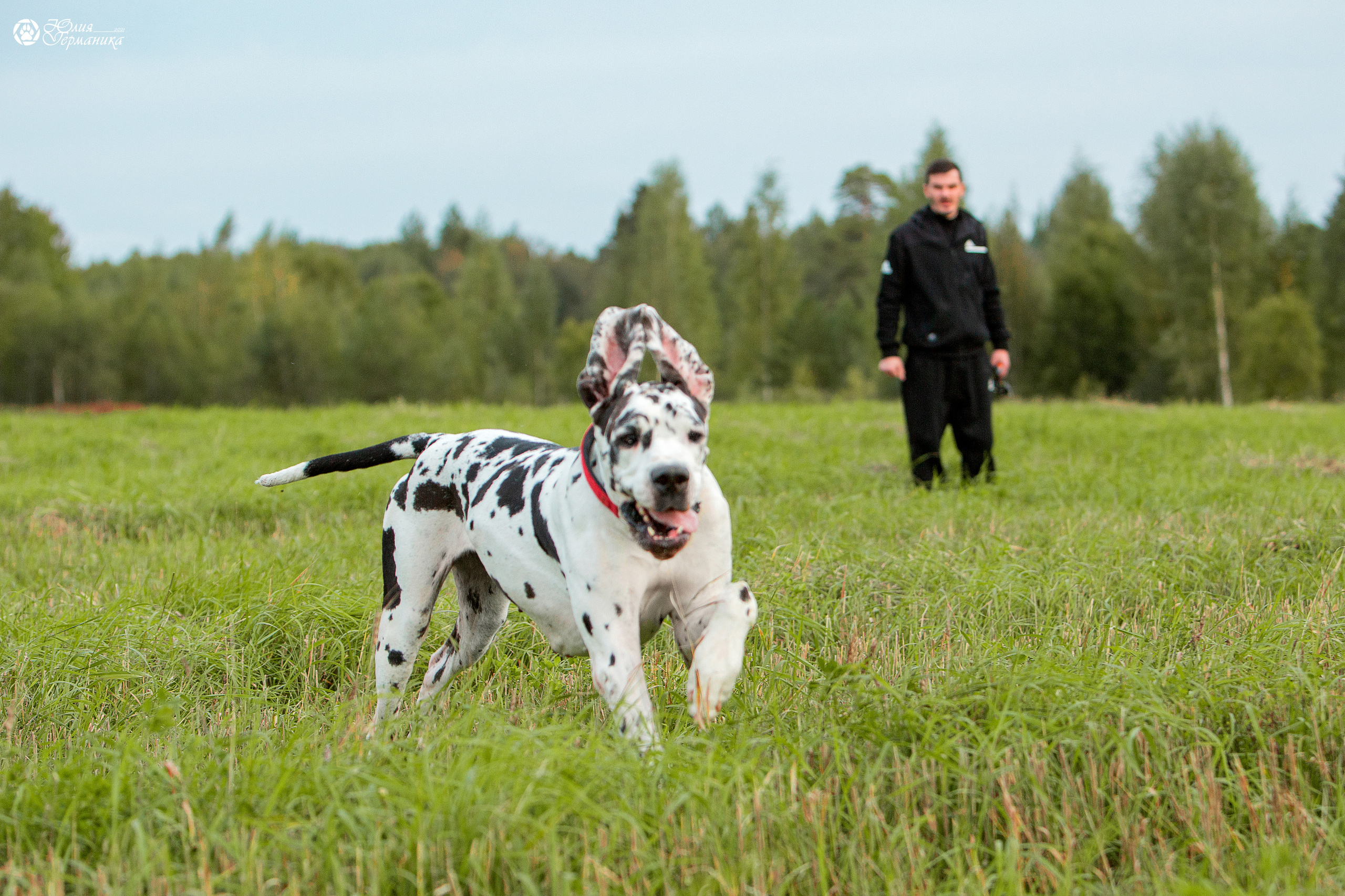 Свободная съемка. Фотограф-анималист Юлия Германика
