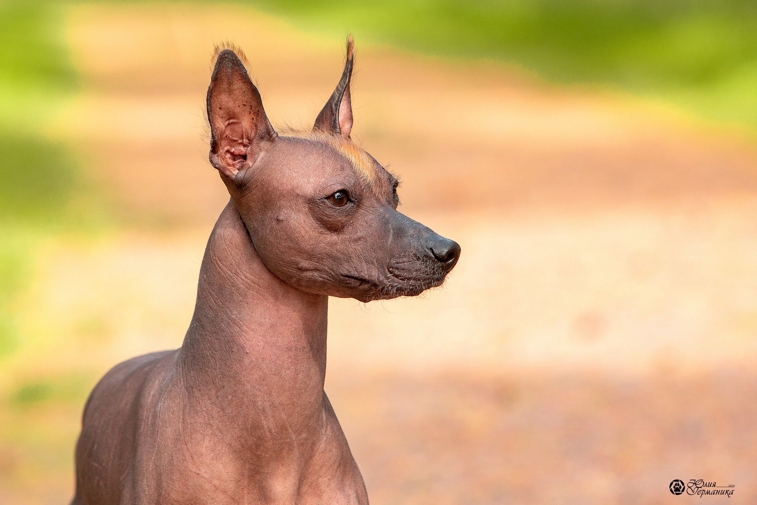Свободная съемка. Фотограф-анималист Юлия Германика