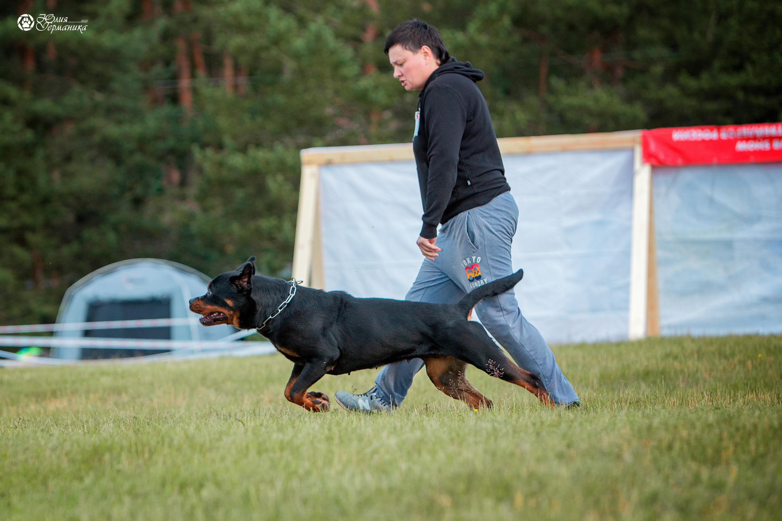 Тверь моно ротвейлеров 3-4 июля 2021. Фотограф-анималист Юлия Германика