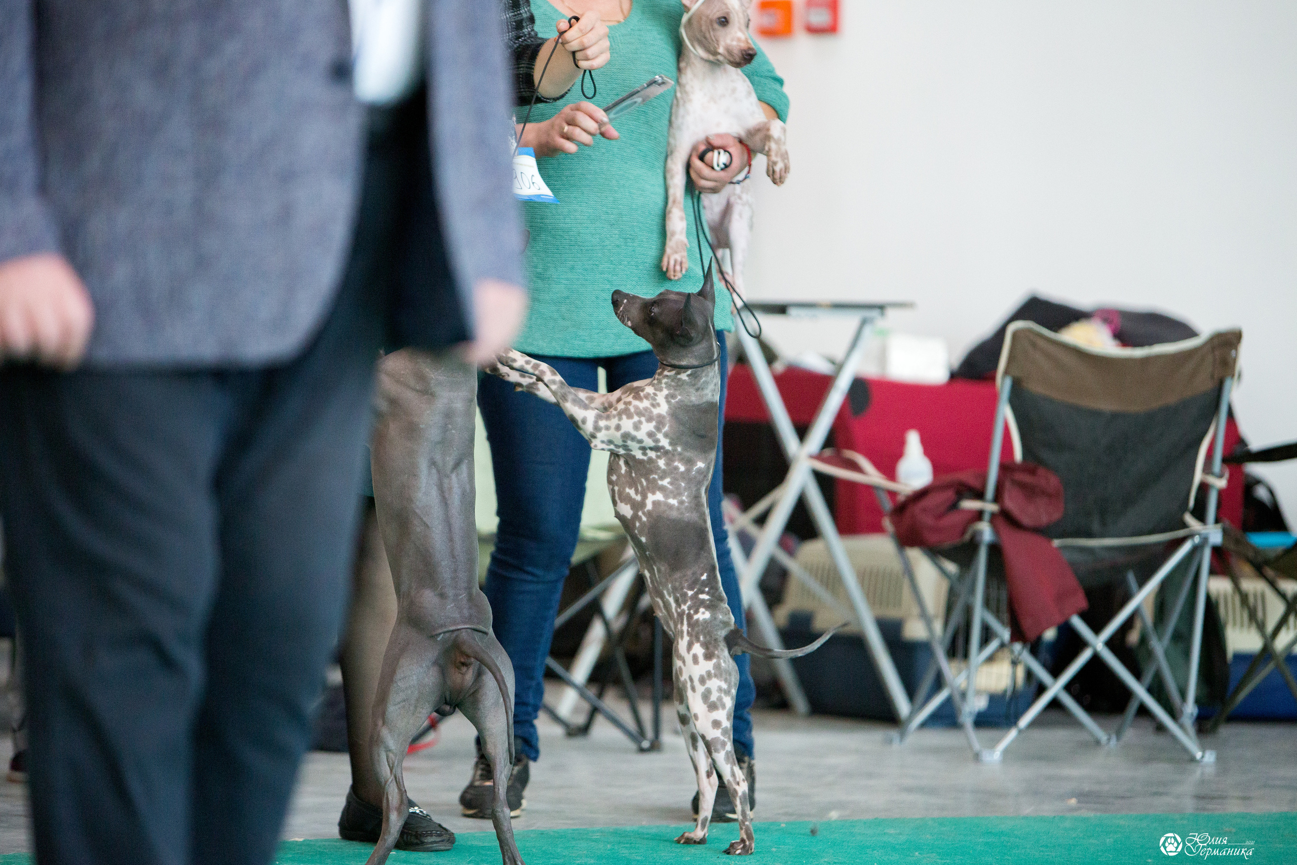 Нижний Новгород 3хCACIB 15-17 октября 2021. Фотограф-анималист Юлия Германика