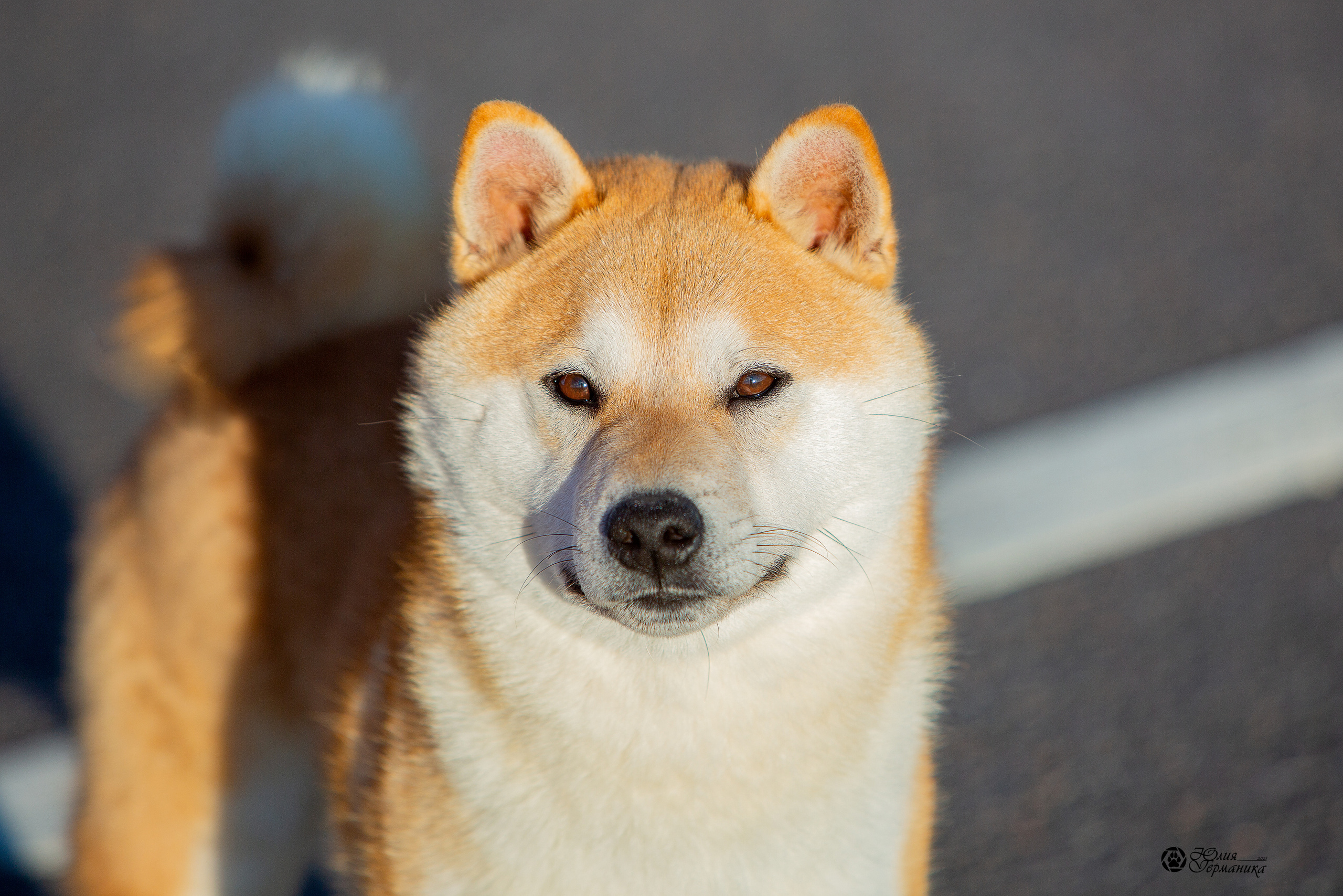 Питер 4 CACIB 22-25 октября 2021. Фотограф-анималист Юлия Германика