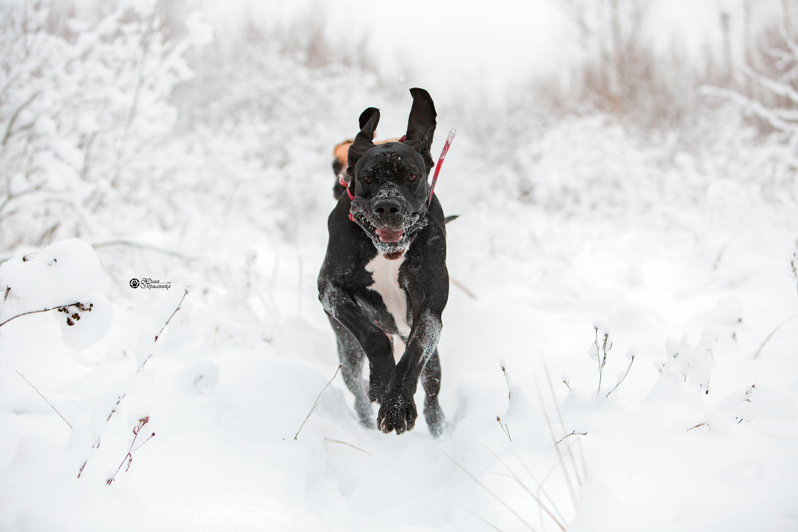 Свободная съемка. Фотограф-анималист Юлия Германика