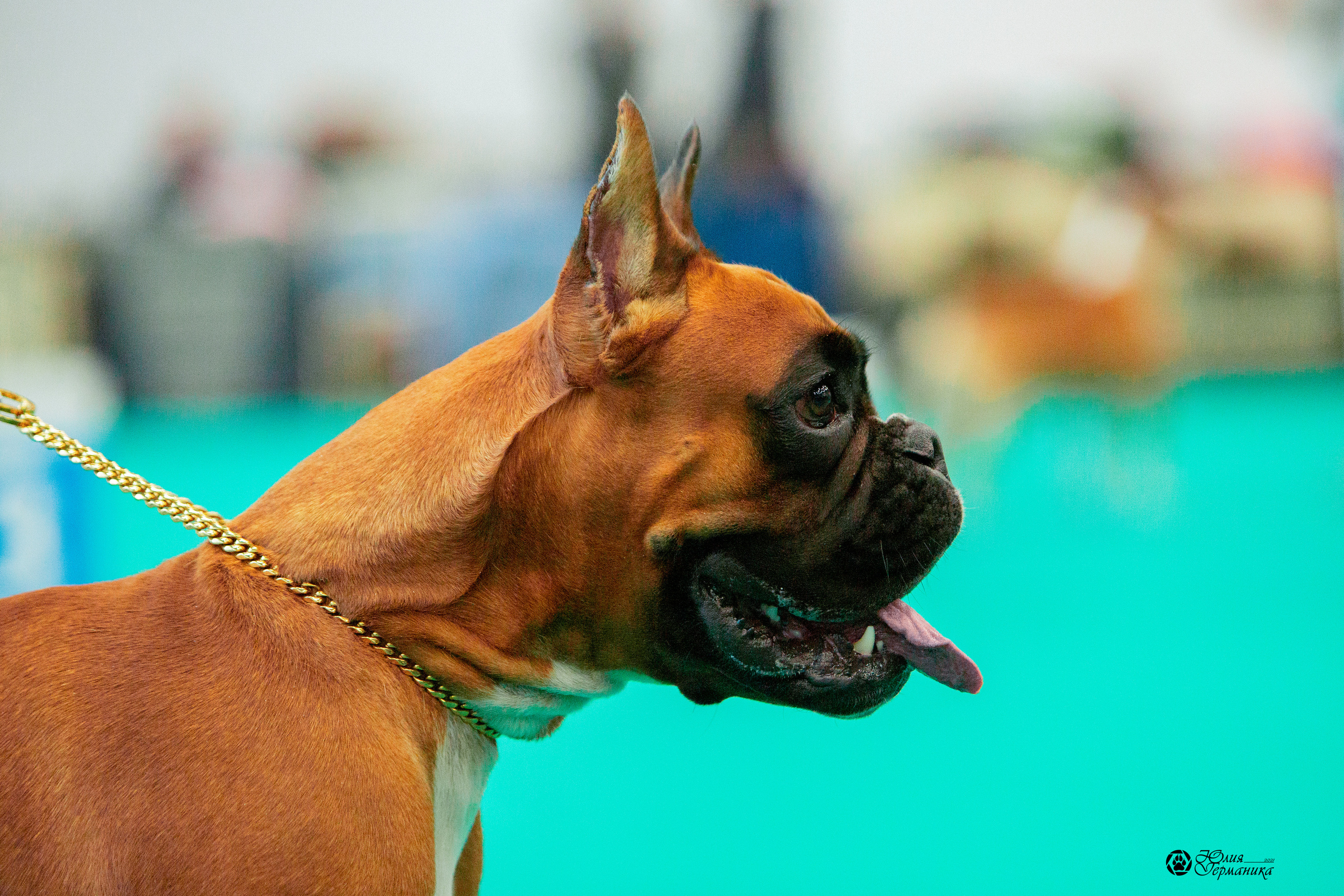 Нижний Новгород 3хCACIB 15-17 октября 2021. Фотограф-анималист Юлия Германика