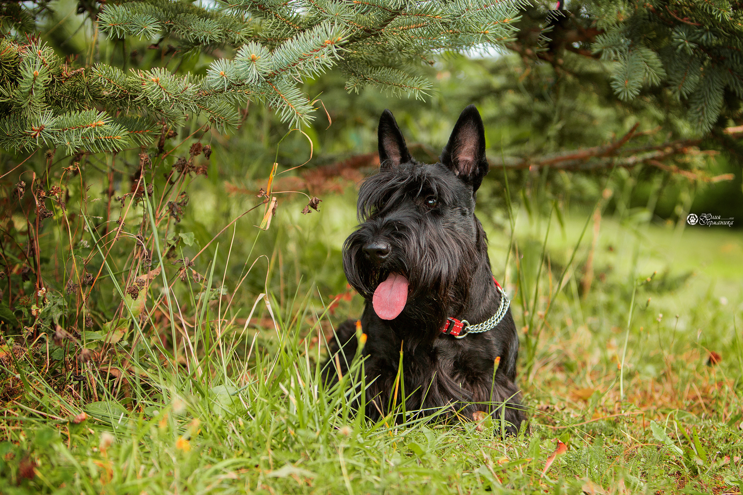 Свободная съемка. Фотограф-анималист Юлия Германика