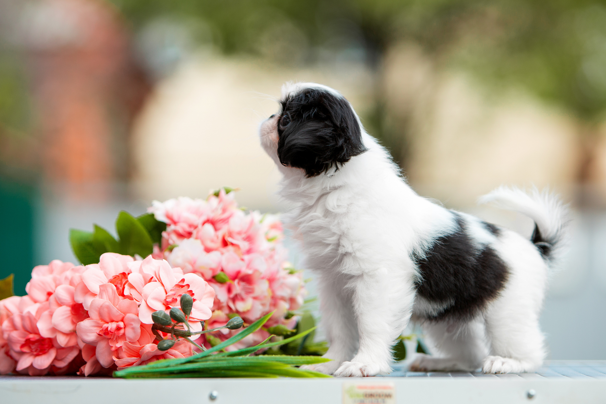 Съёмки щенков и котят. Фотограф-анималист Юлия Германика