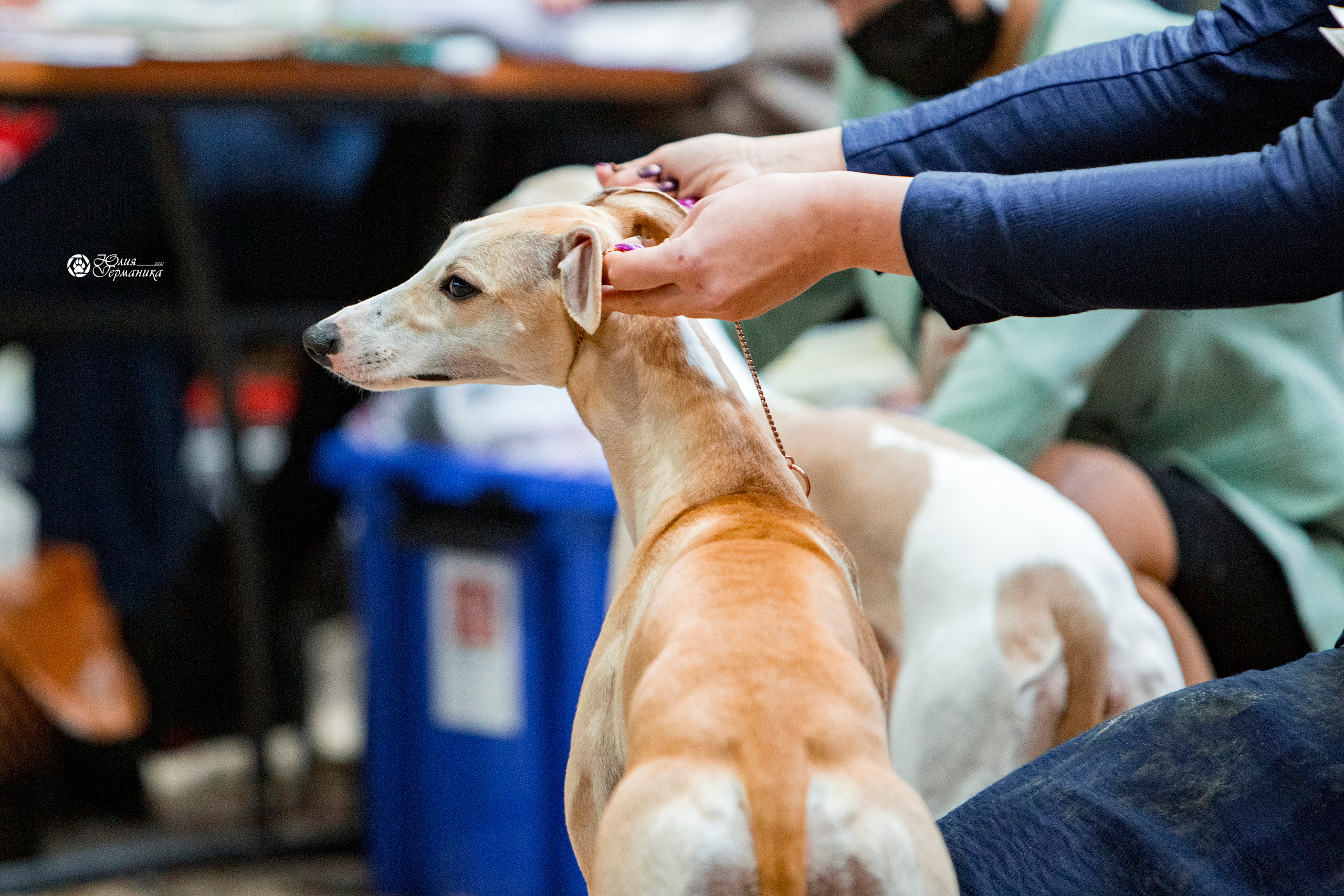 Минск 2хCACIB 27-28 ноября 2021. Фотограф-анималист Юлия Германика