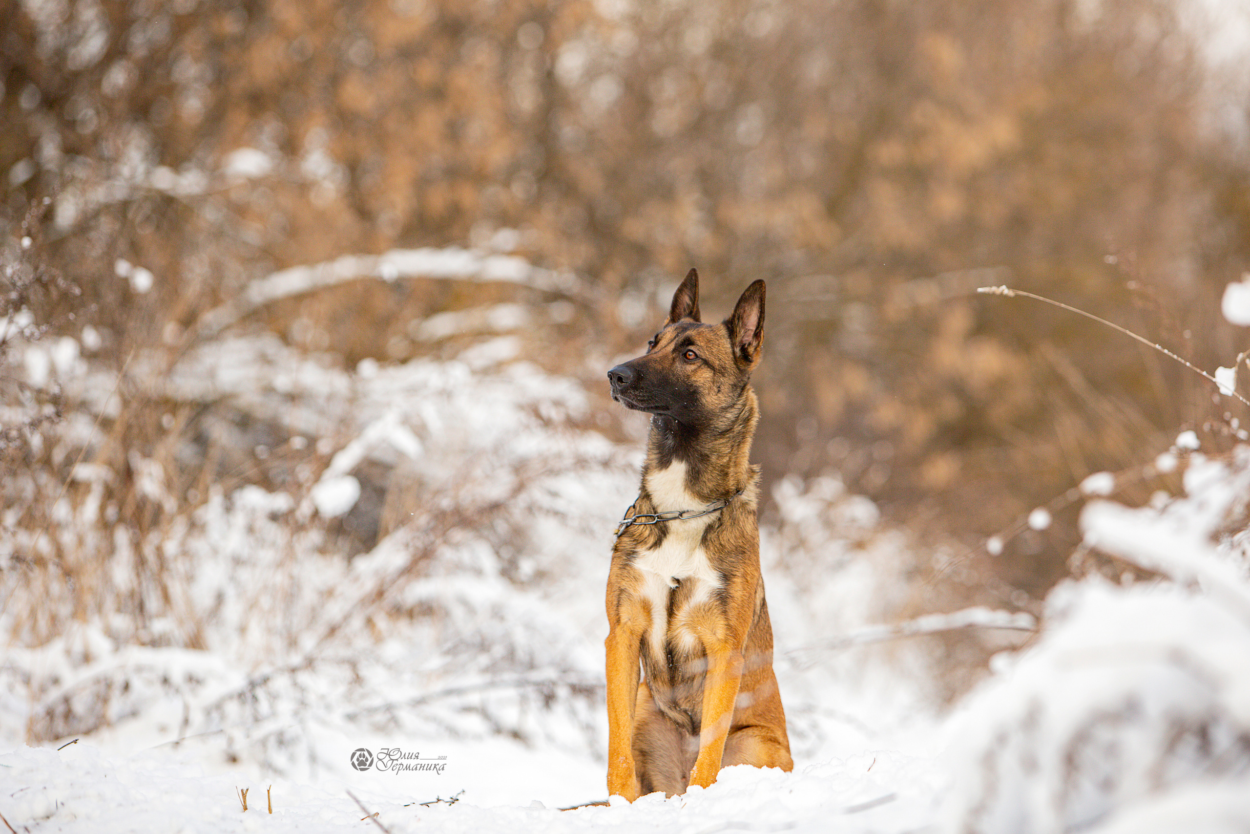 Свободная съемка. Фотограф-анималист Юлия Германика