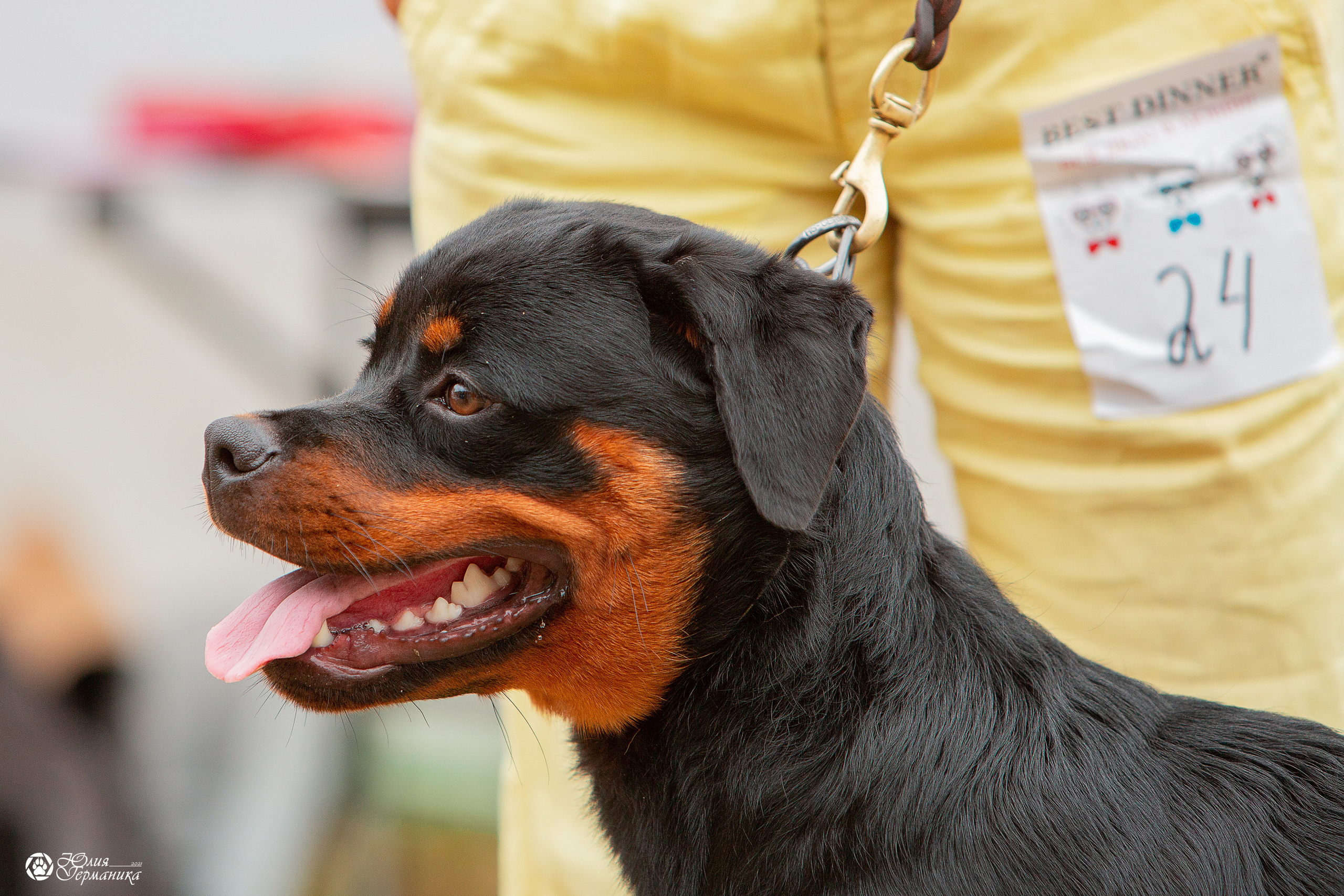 Питер моно ротвейлеров 25 июля 2021