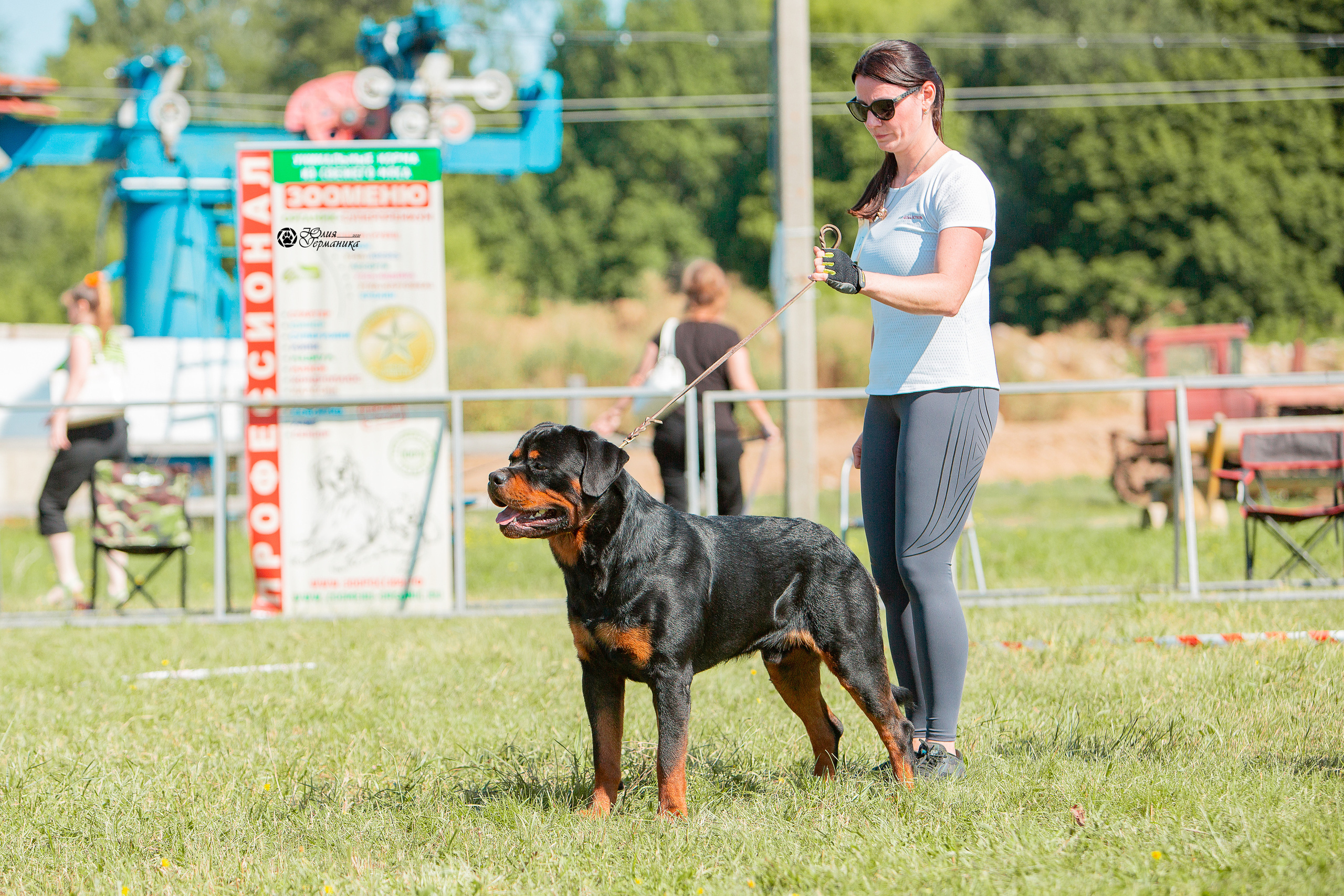 Рязань,Ховрино 14-15 августа 2021 моно ротвейлеров. Фотограф-анималист Юлия Германика