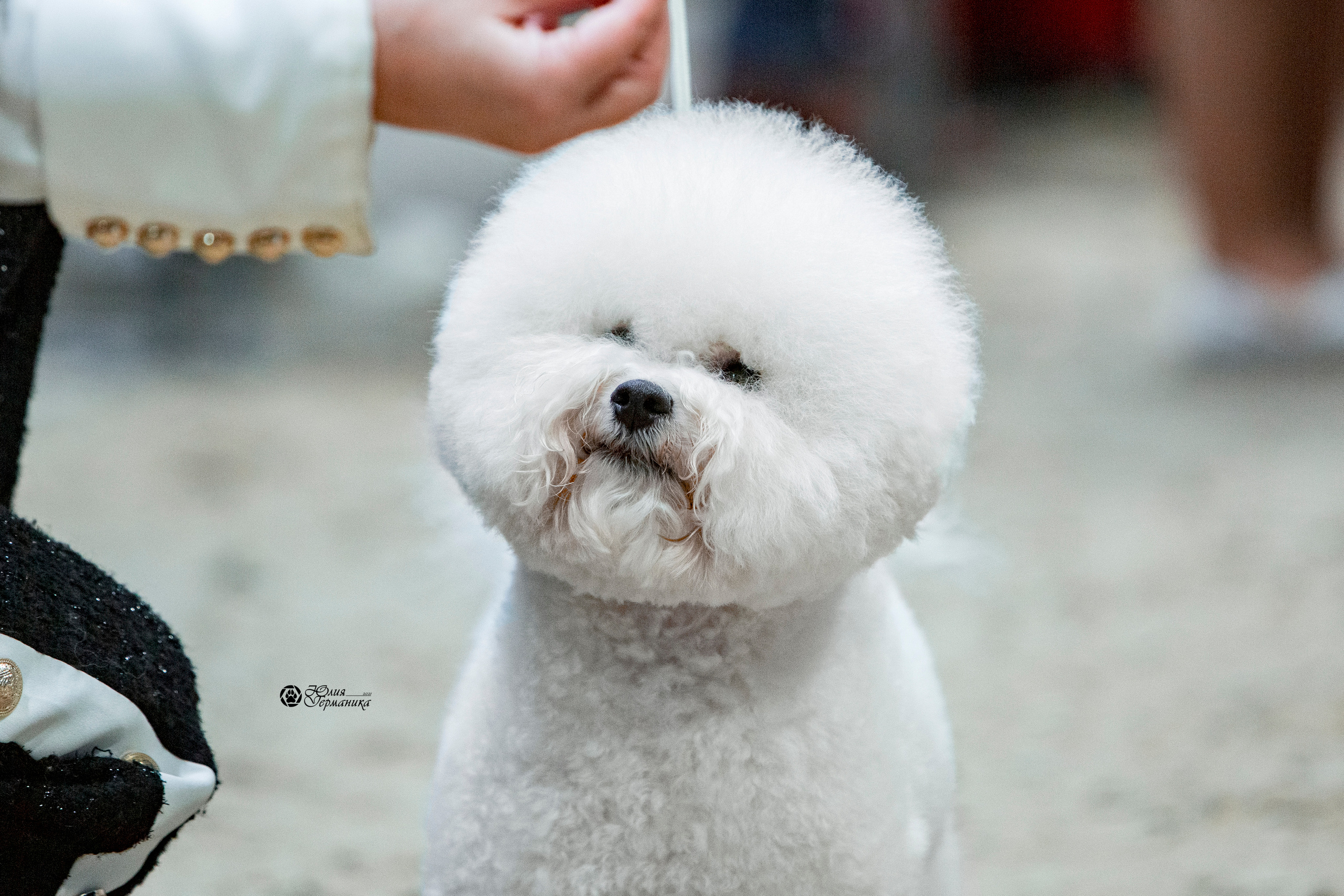 Минск 2хCACIB 27-28 ноября 2021. Фотограф-анималист Юлия Германика