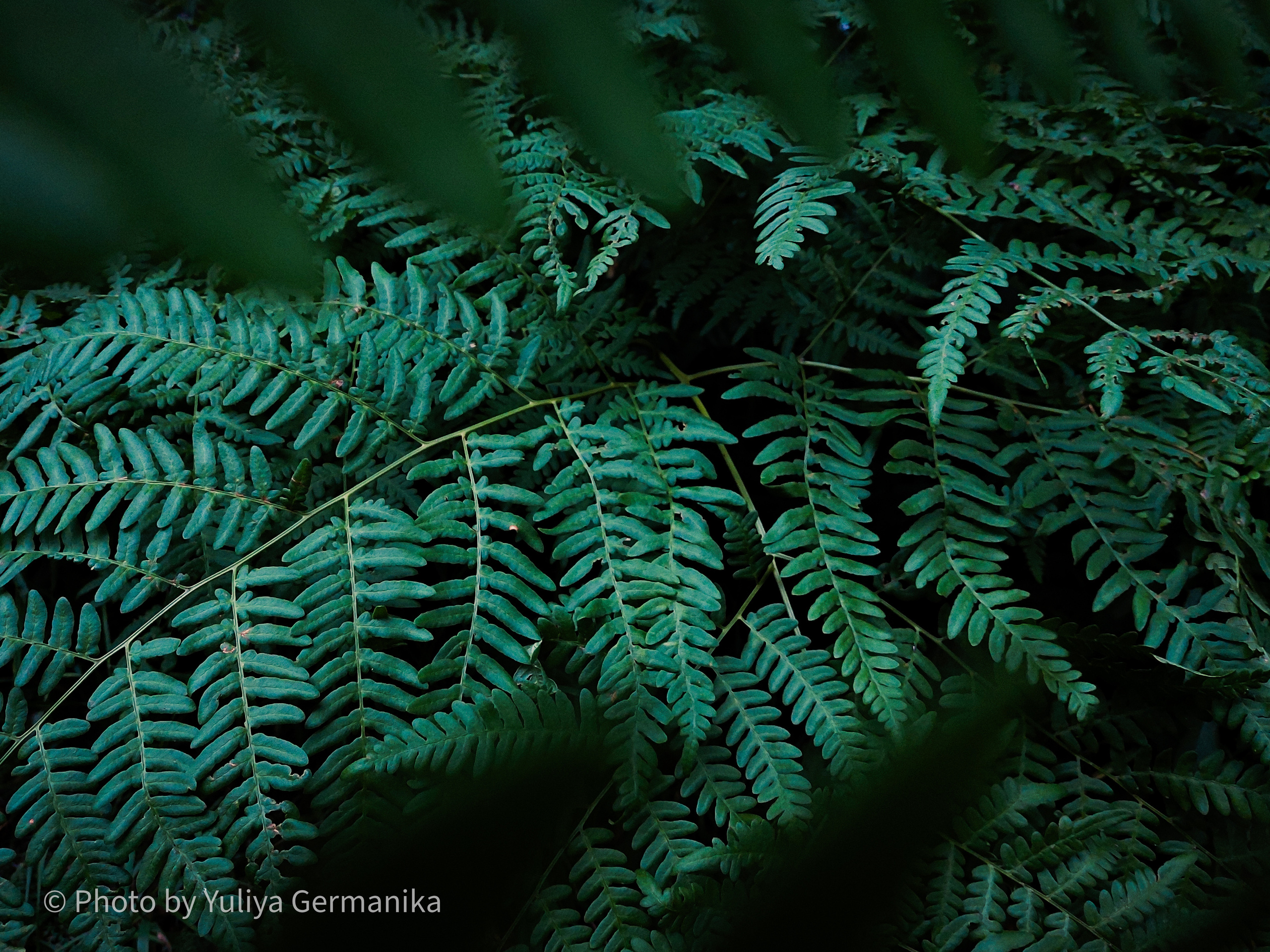 Разные фото на телефон.Города,природа. Фотограф-анималист Юлия Германика