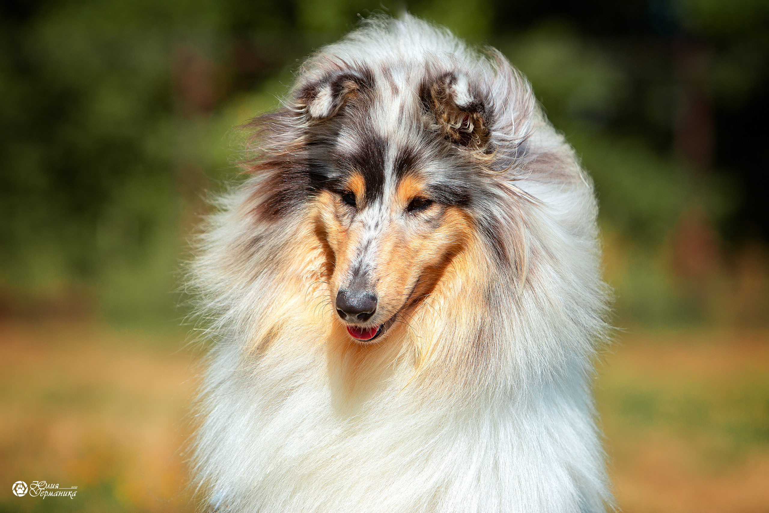 Свободная съемка. Фотограф-анималист Юлия Германика