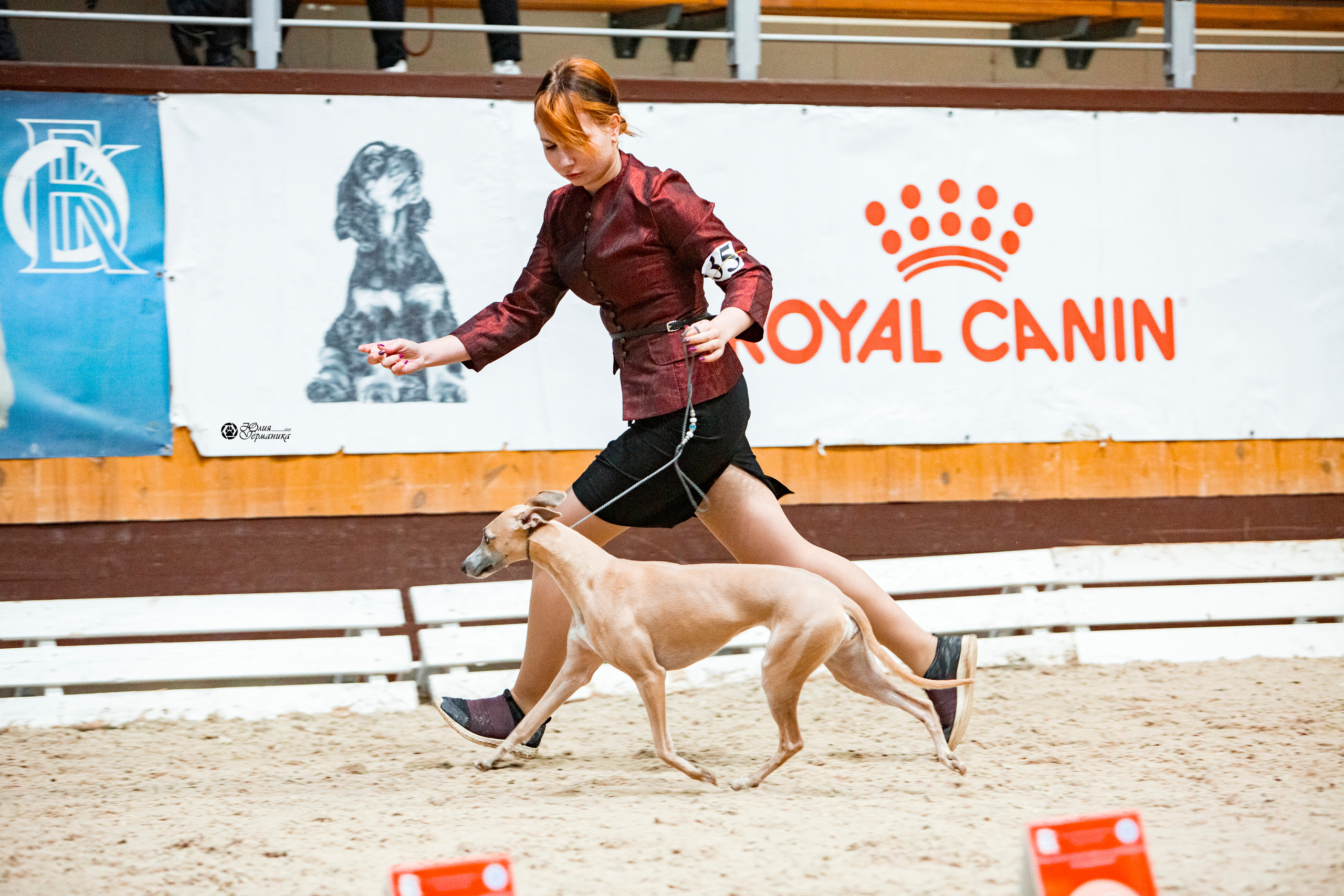 Минск 2хCACIB 27-28 ноября 2021. Фотограф-анималист Юлия Германика