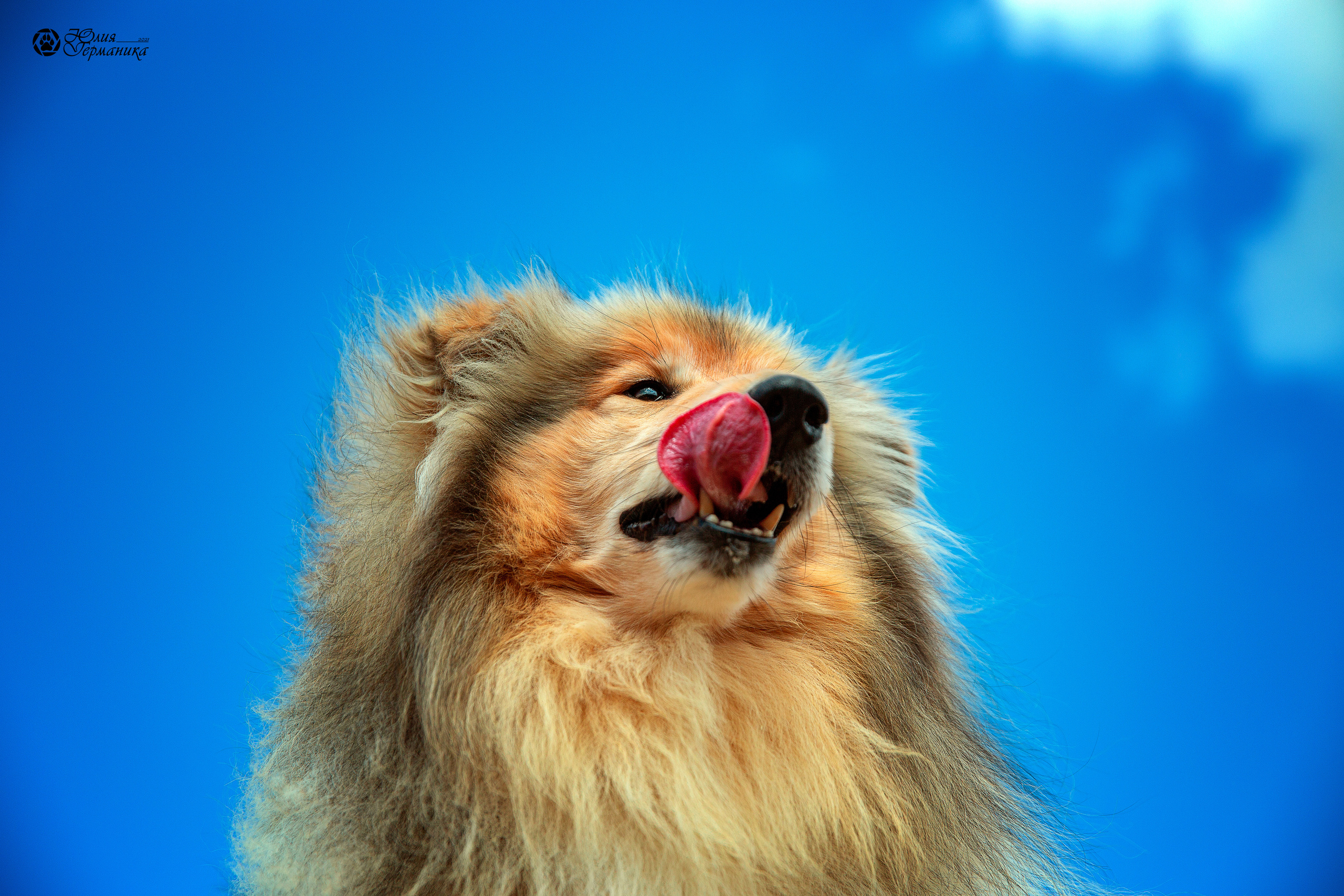 Свободная съемка. Фотограф-анималист Юлия Германика