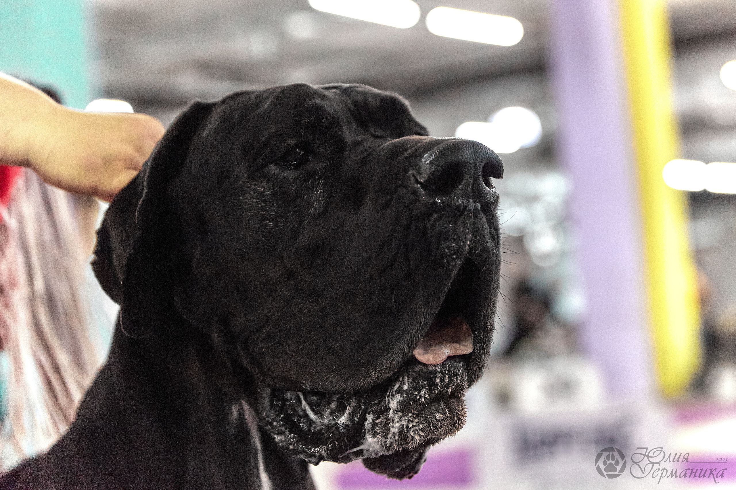 Чайник  13-14 ноября 2021. Фотограф-анималист Юлия Германика