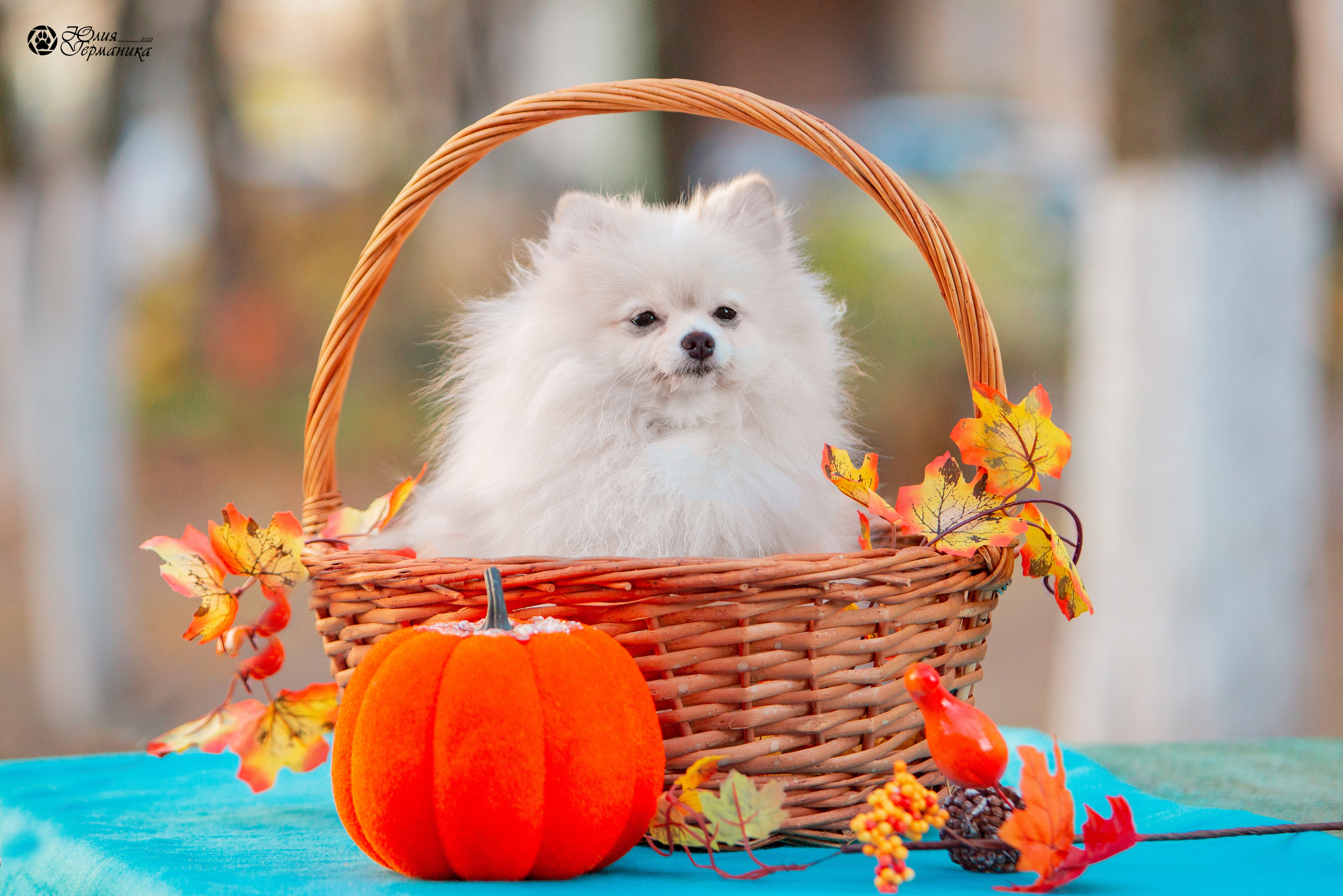Свободная съемка. Фотограф-анималист Юлия Германика