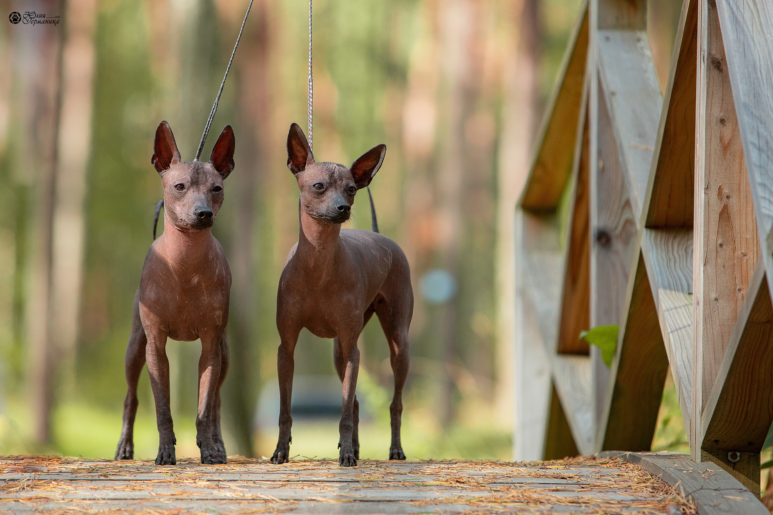 Свободная съемка. Фотограф-анималист Юлия Германика