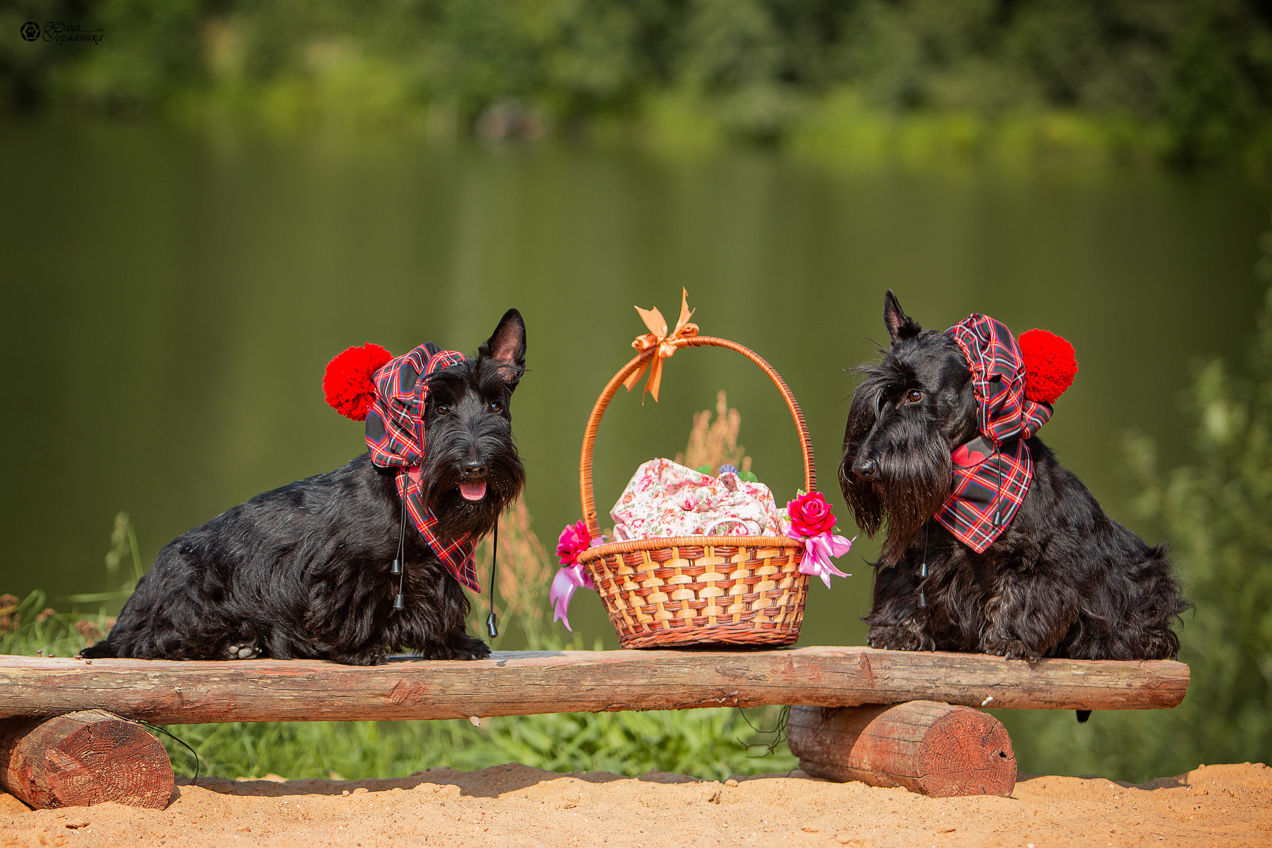 Свободная съемка. Фотограф-анималист Юлия Германика
