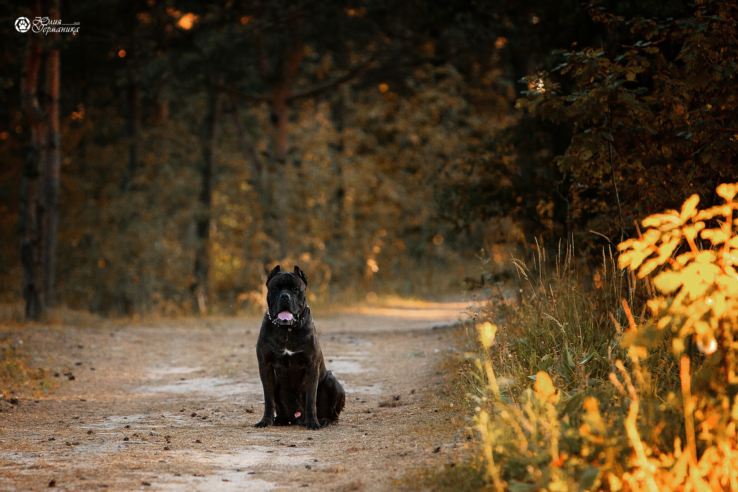 Свободная съемка. Фотограф-анималист Юлия Германика