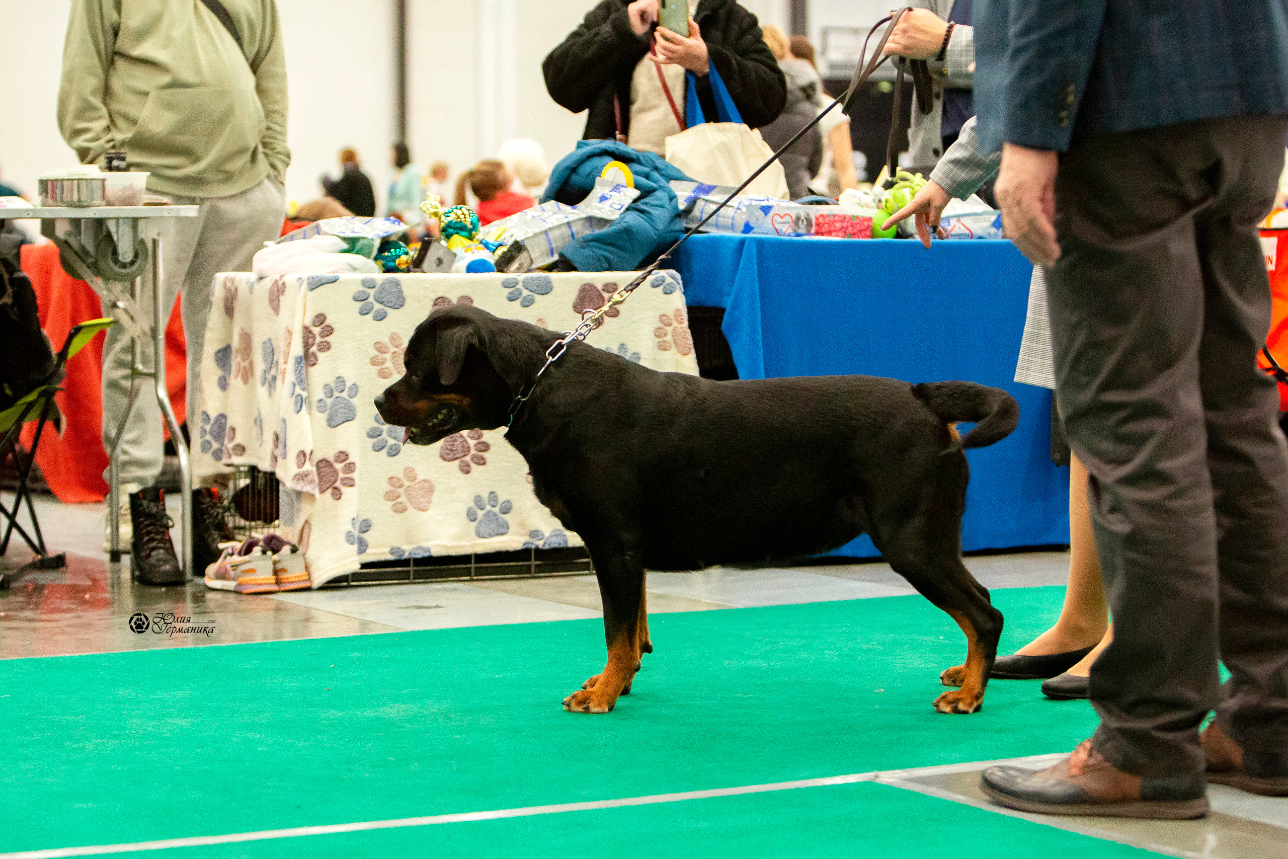 Санкт-Петербург 3хCACIB 10-12 декабря 2021. Фотограф-анималист Юлия Германика