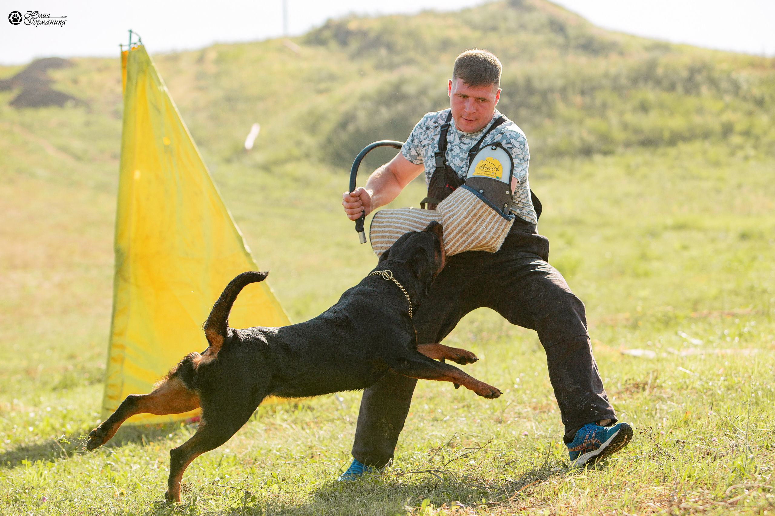 Рязань,Ховрино 14-15 августа 2021 моно ротвейлеров. Фотограф-анималист Юлия Германика